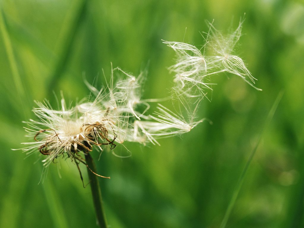 随风飘荡