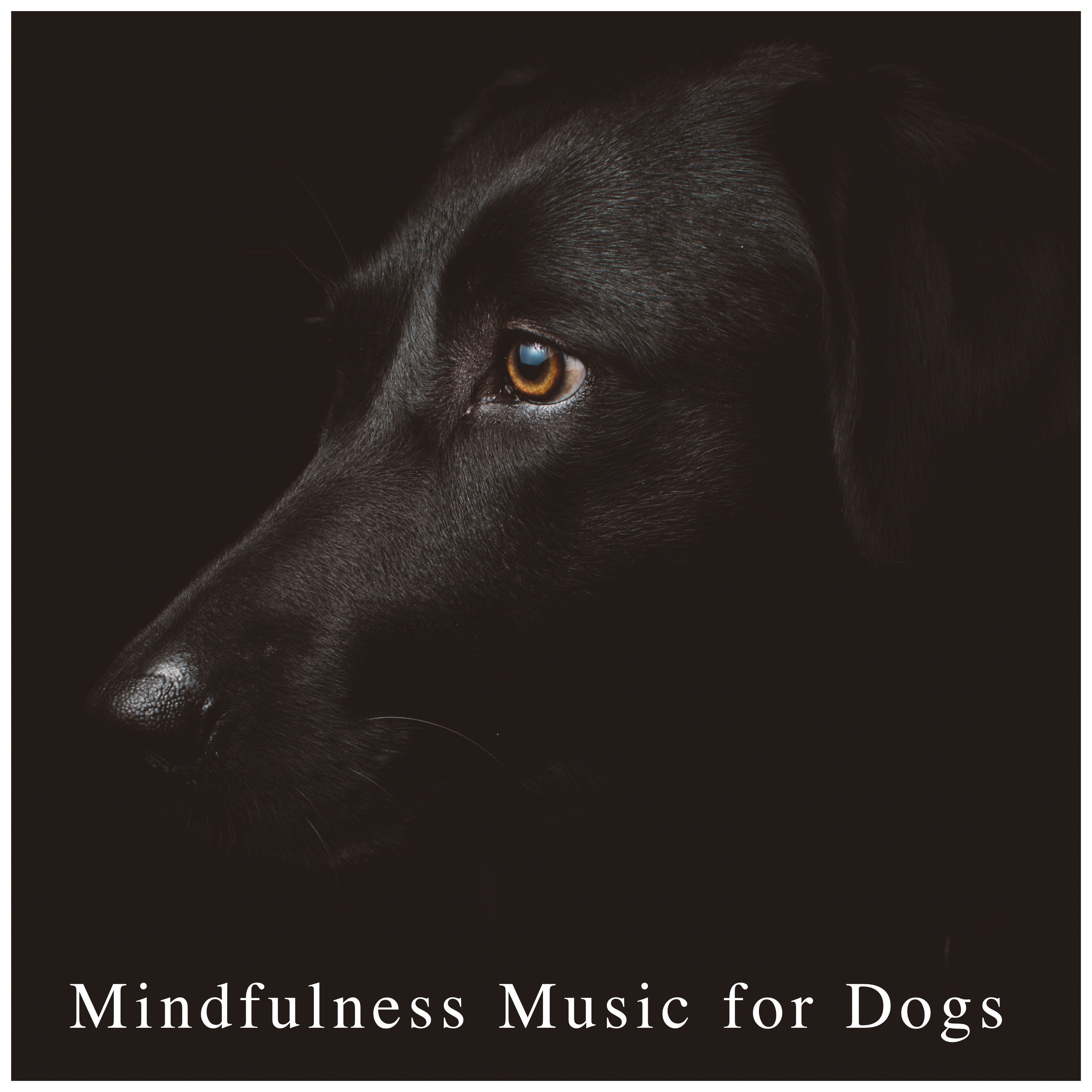 Mindfulness Music for Dogs