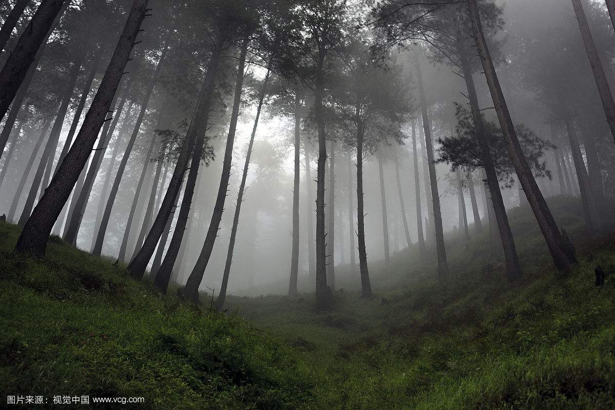 Suicide Forest