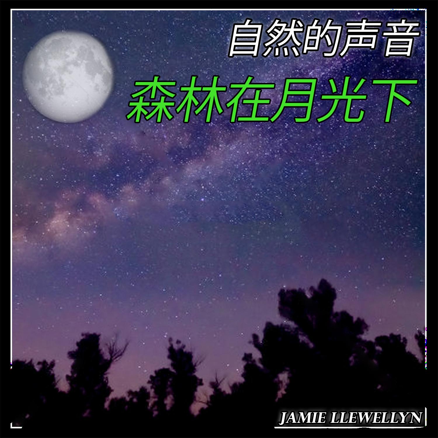 自然的声音: 森林在月光下