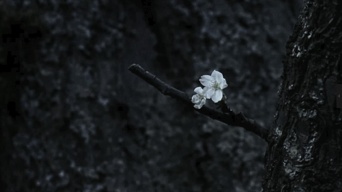 “桜が咲く時”