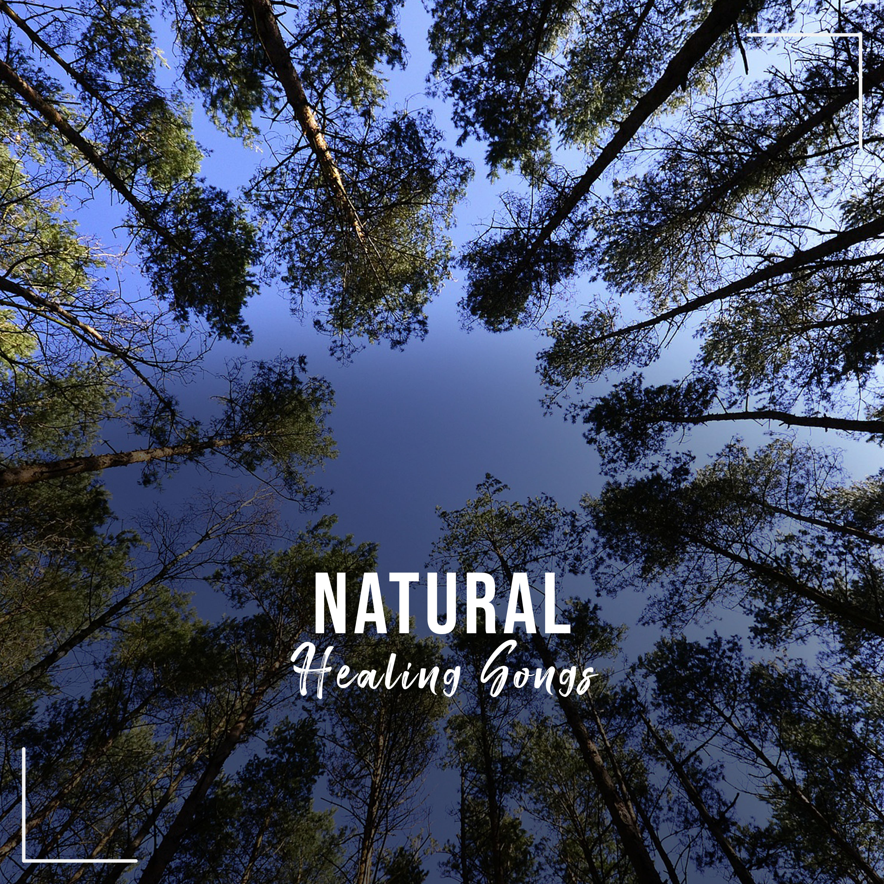 #11 Natural Healing Songs to Aid Calm and Relaxation