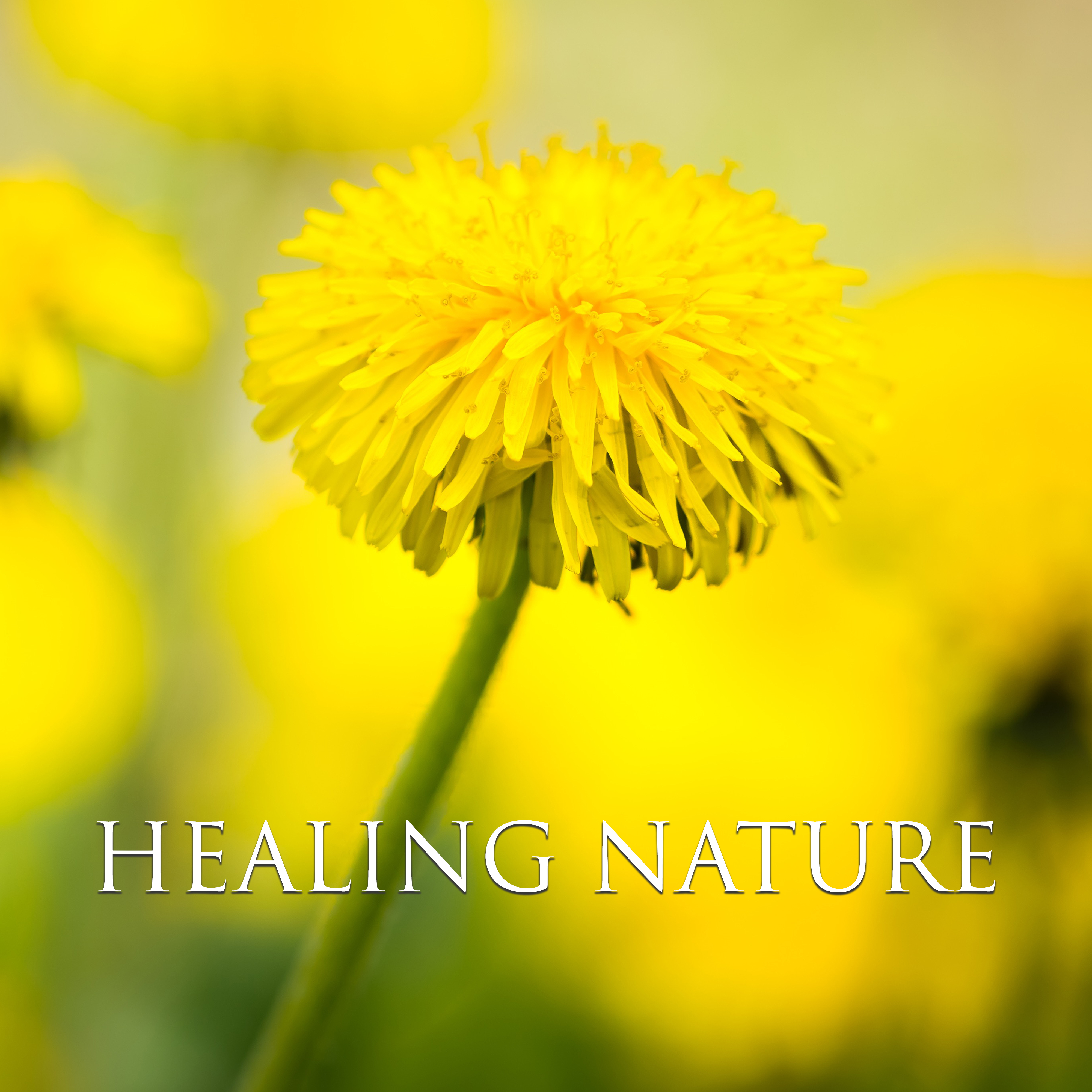 Healing Nature – Pure Sleep, Anti Stress Music, Massage Dream, Wellness & Beauty, Relax, Spa Dream, Zen Garden