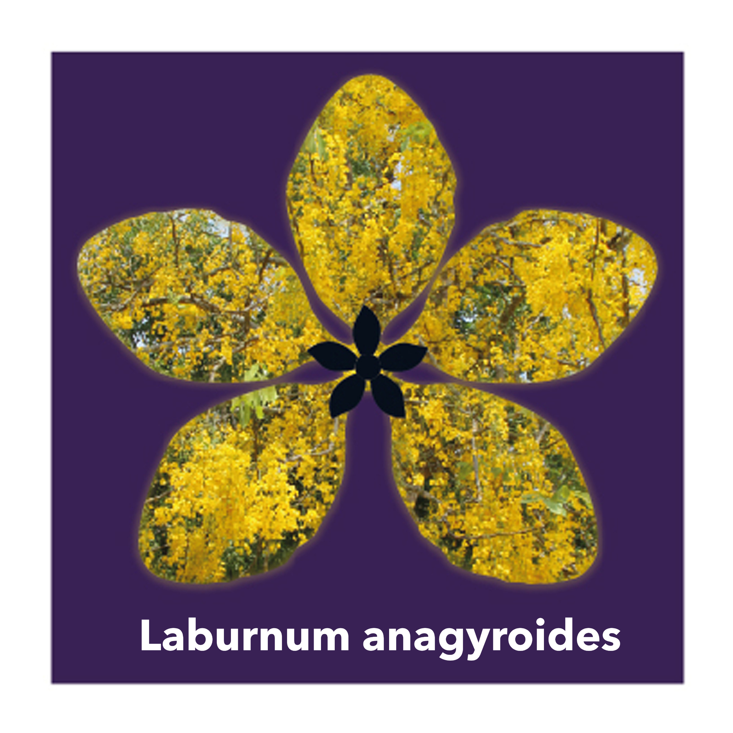 Laburnum Anagyroides