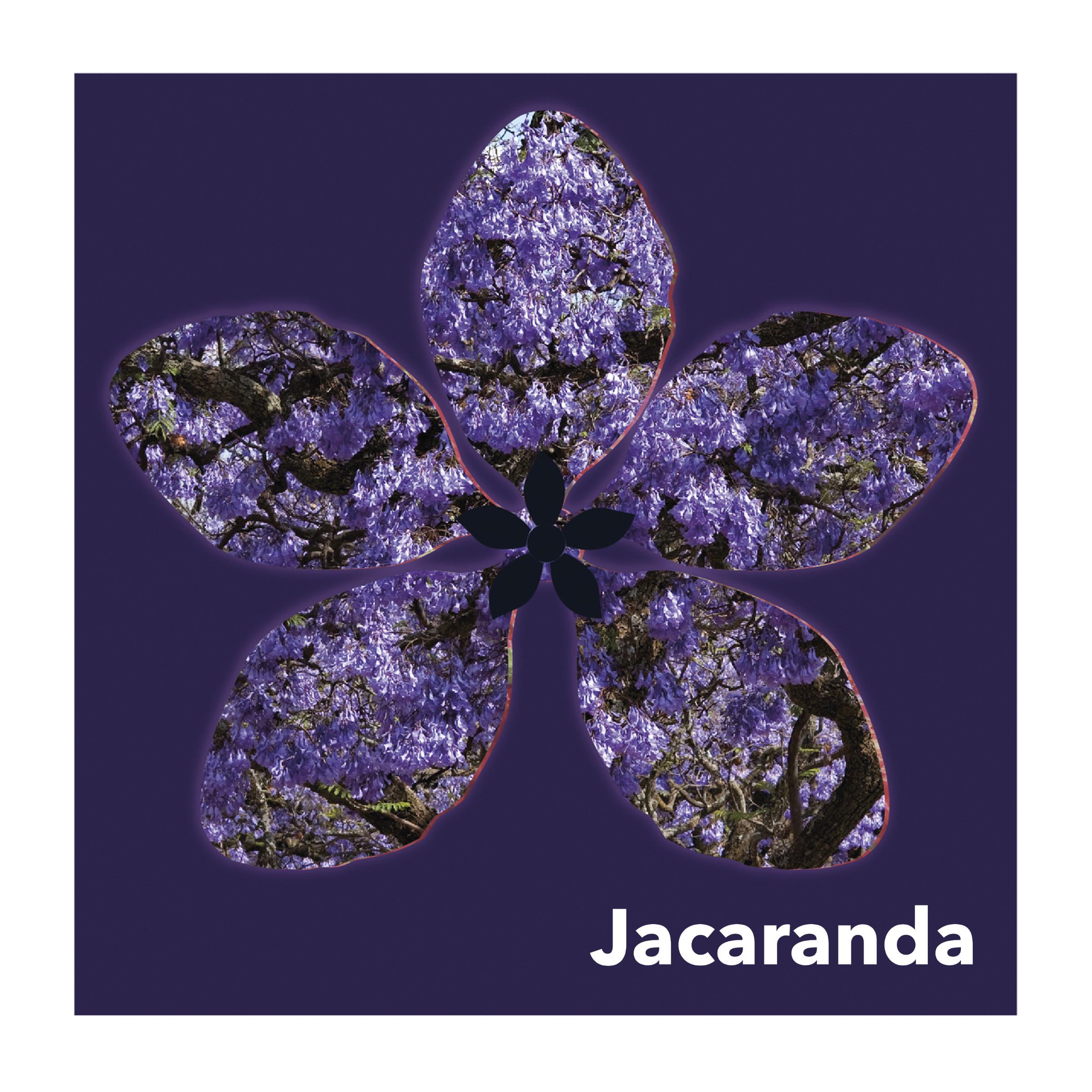 Jacaranda