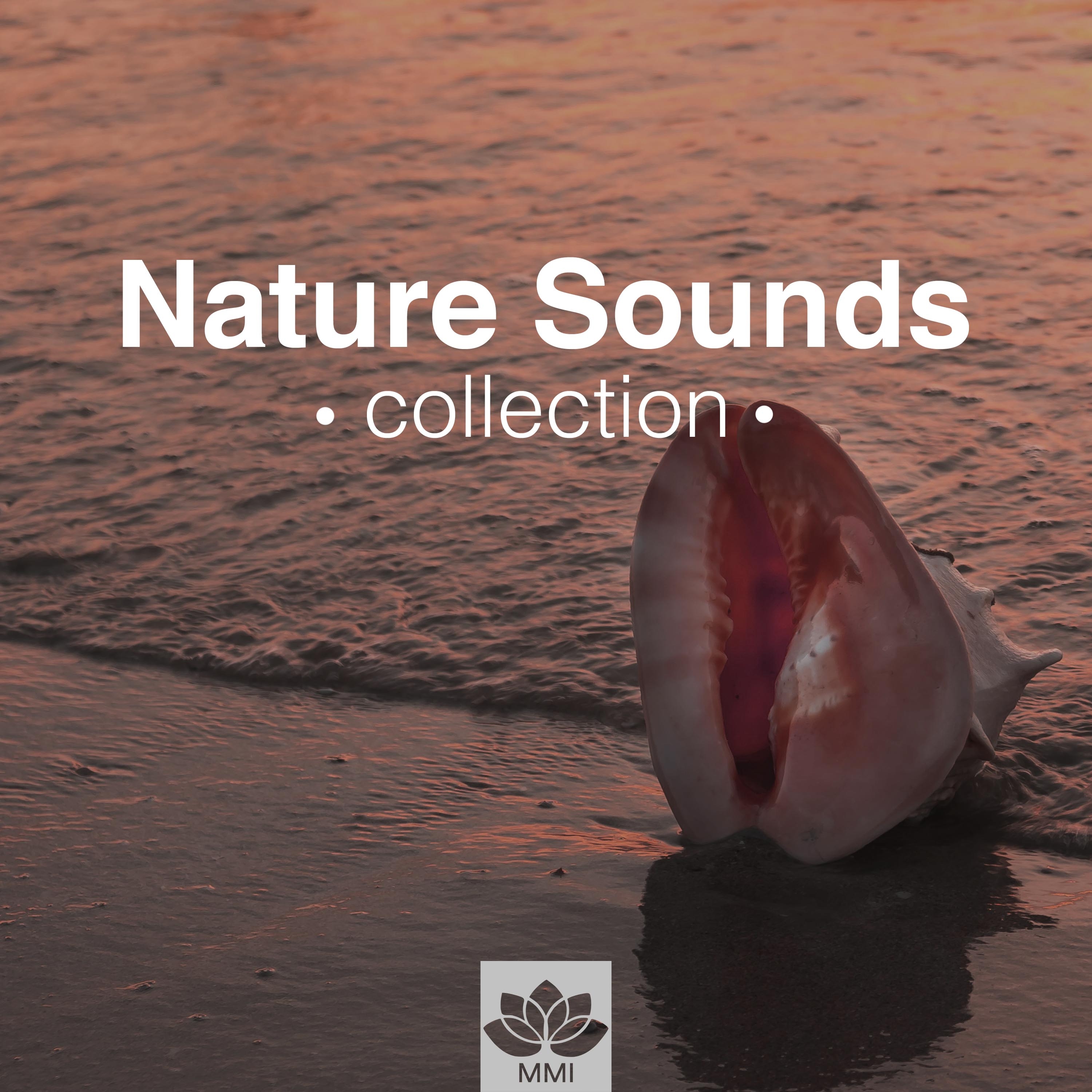 Nature Sounds Collection - Relaxation & Meditation Music for Sleep, Relax, Study, Find Peace