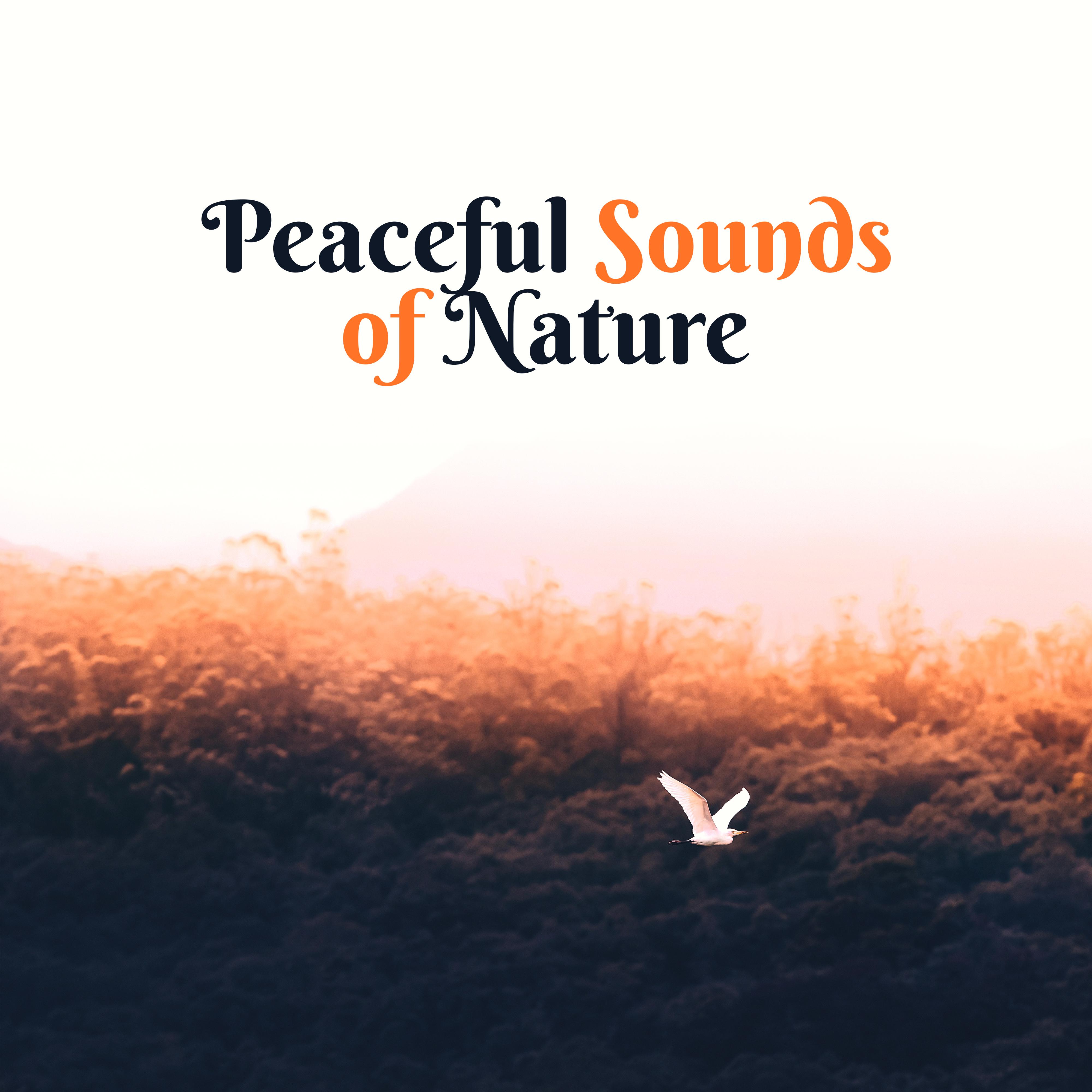 Peaceful Sounds of Nature – Easy Listening, Sounds to Calm Down, Relaxing Melodies, Nature Relaxation
