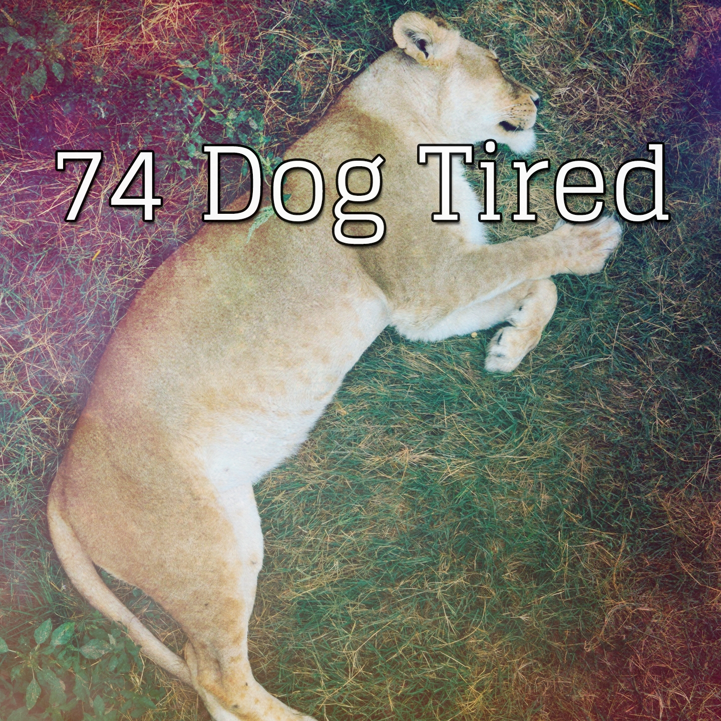 74 Dog Tired