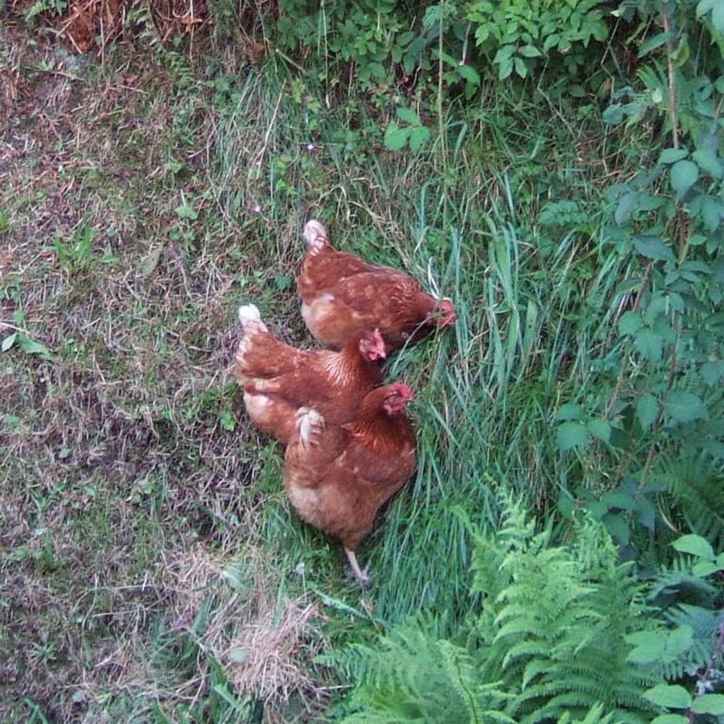 Three Hens