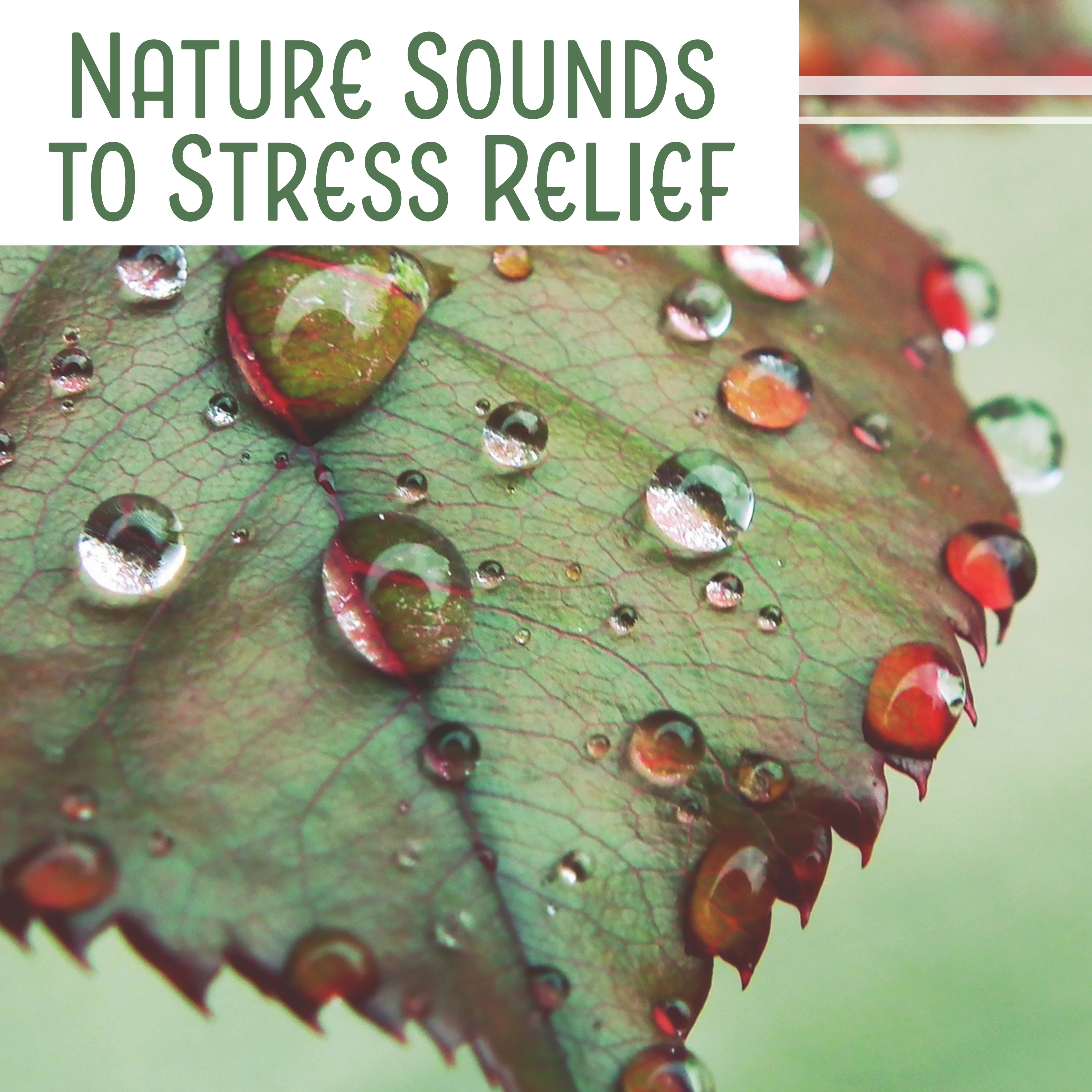Nature Sounds to Stress Relief – Noise of Nature, Mind Calmness, Rest in Home, House Relaxation