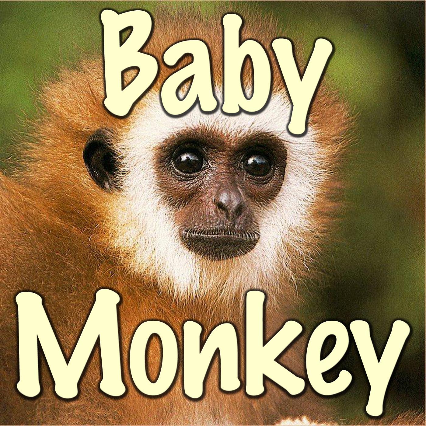 Baby Monkey