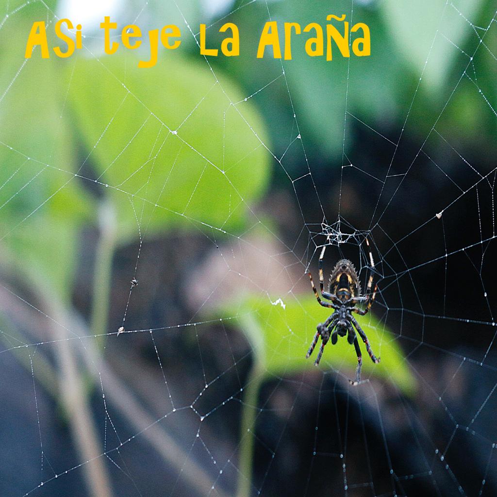 Asi Teje la Araña