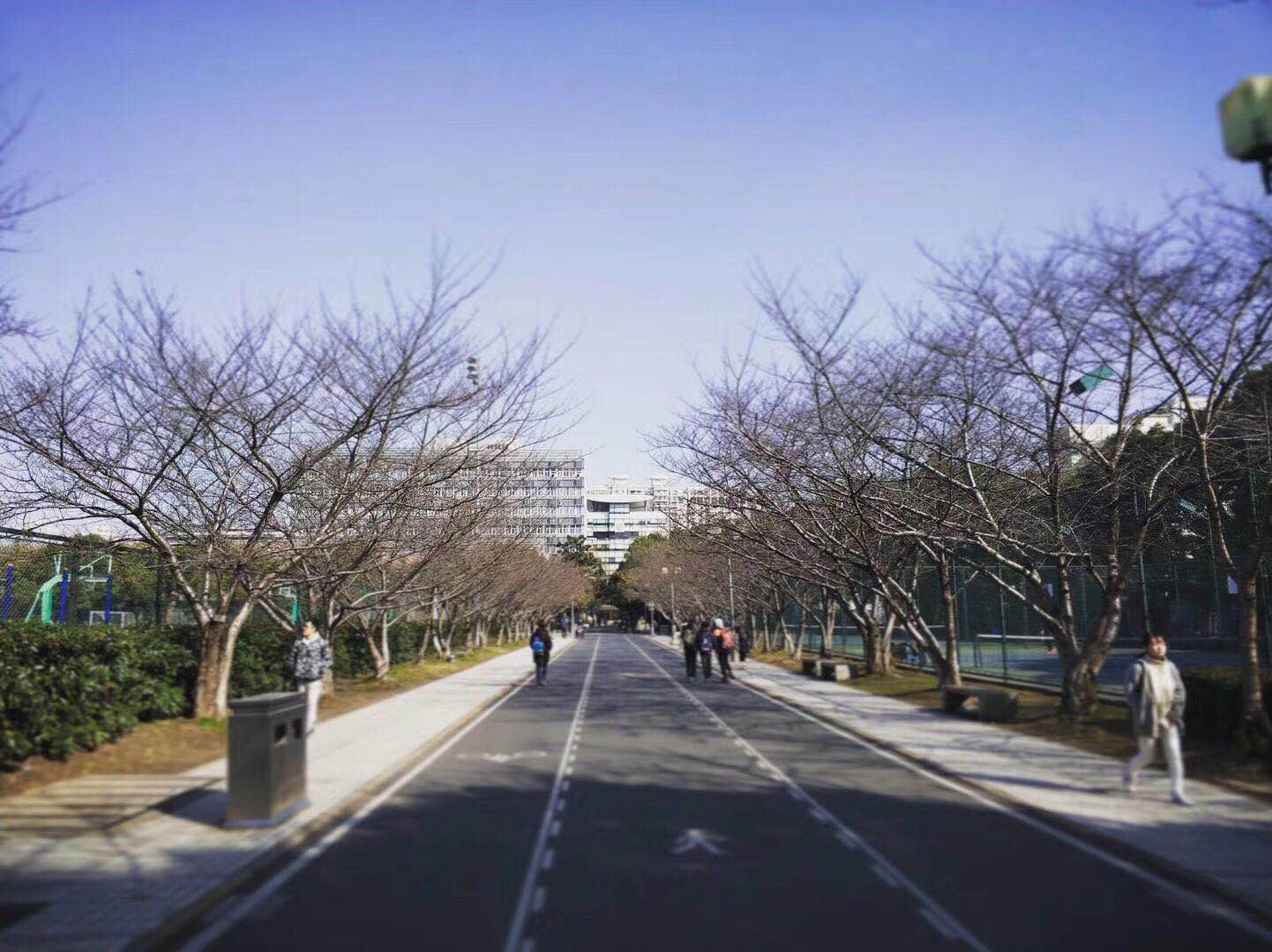 上海的樱花街Cherry blossom street in Shanghai