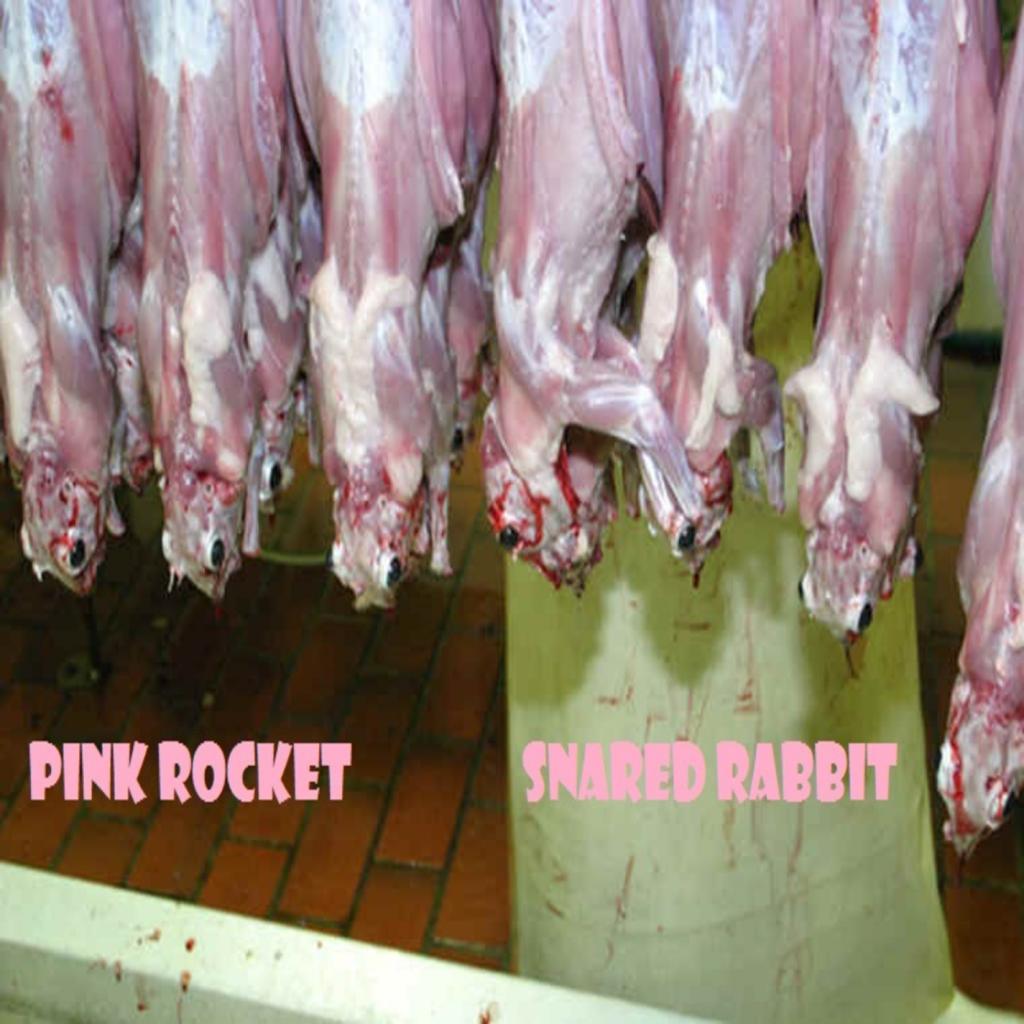 Snared Rabbit