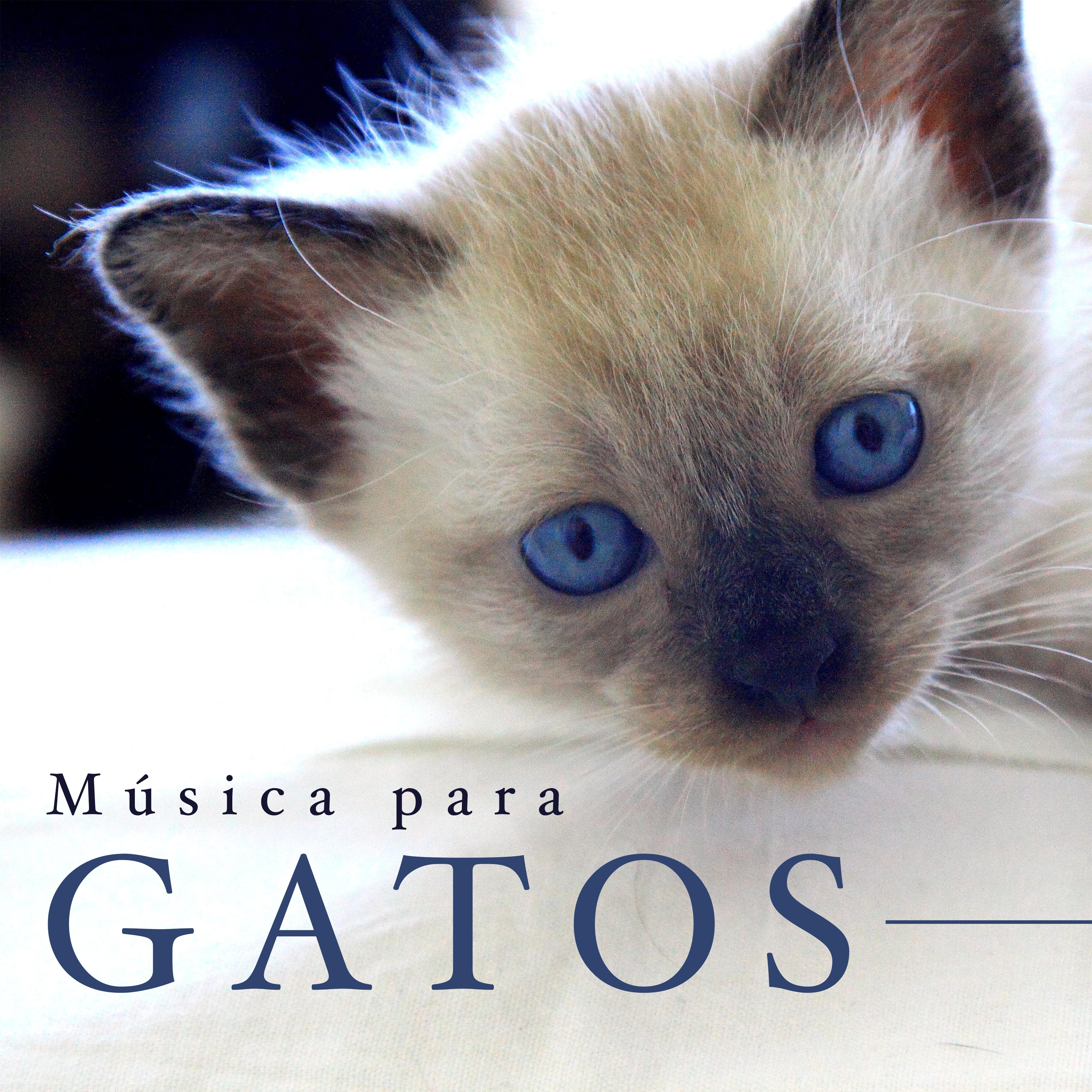 Música para Gatos - Sonidos Relajantes de la Naturaleza