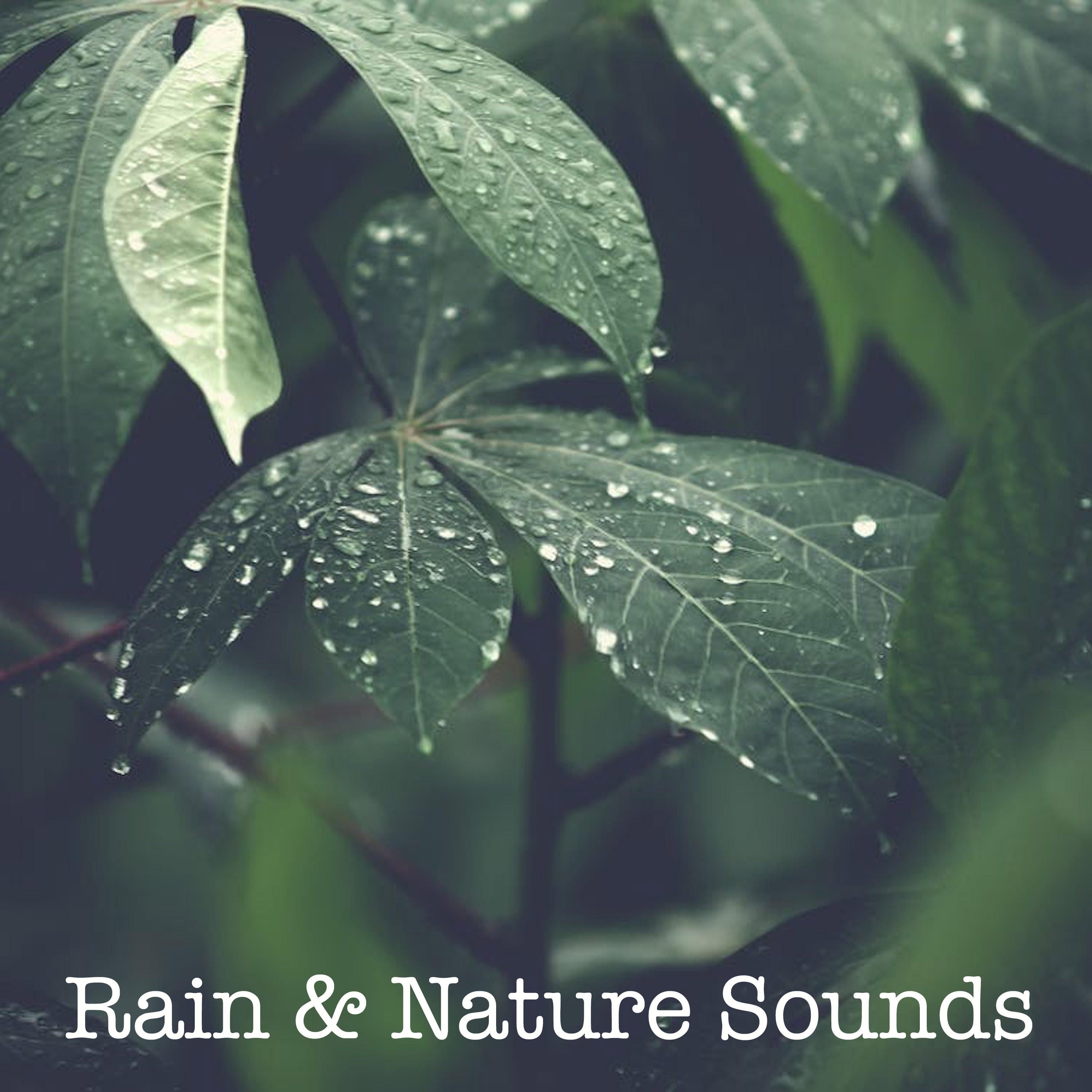 18 Rain and Nature Sounds for Deep Meditation and Relaxation