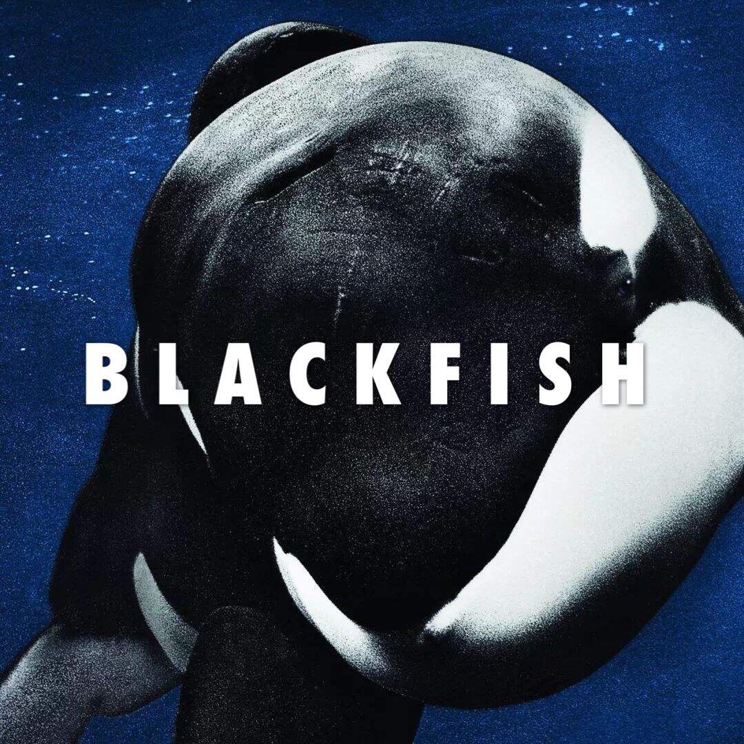 Blackfish（黑鲸）