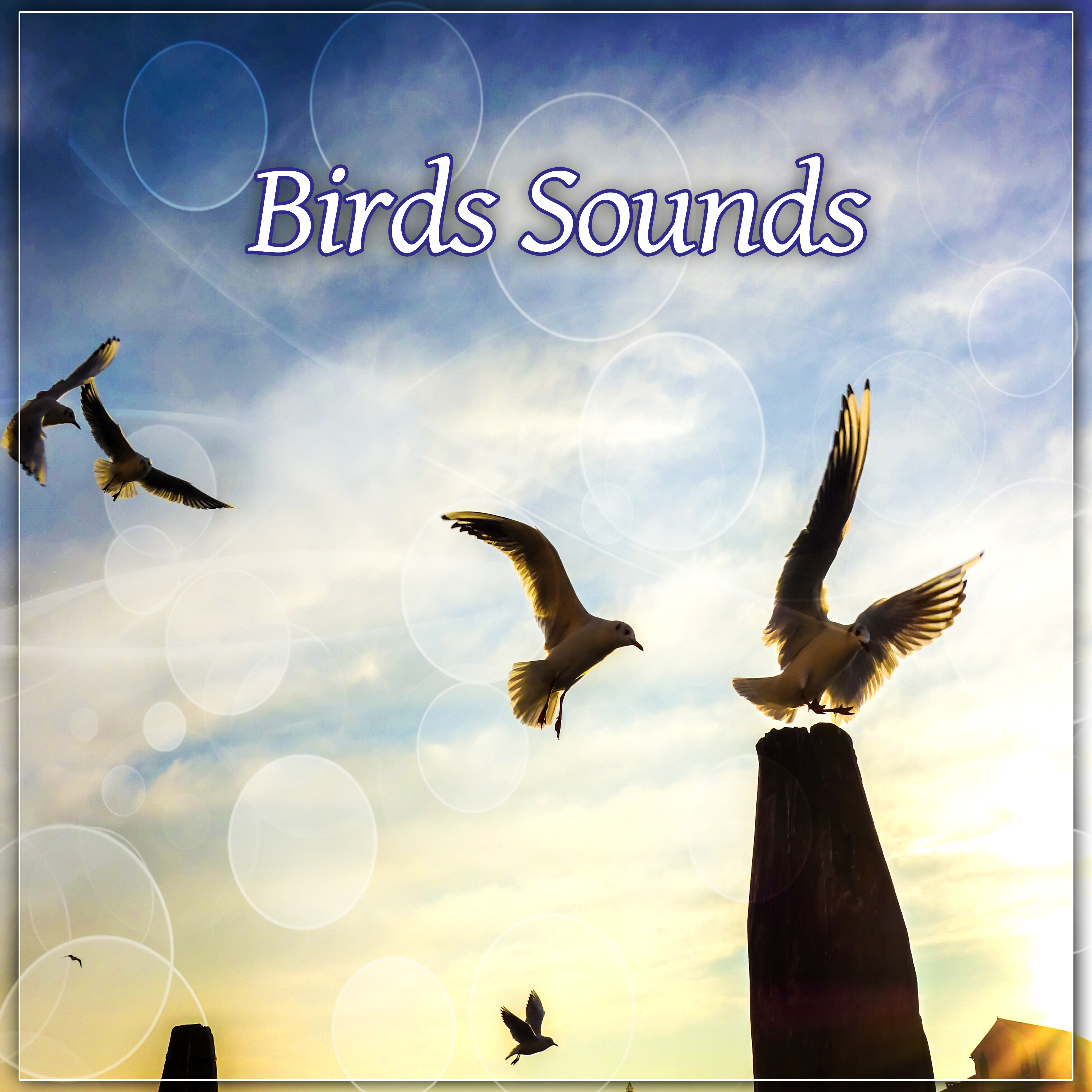 Birds Sounds – Fabulous Nature Sounds of Birds and Ocean Waves, Pure Relax, Best Musis for Spa, Massage, Wellness, Rest,  Peaceful Sounds of New Age Music