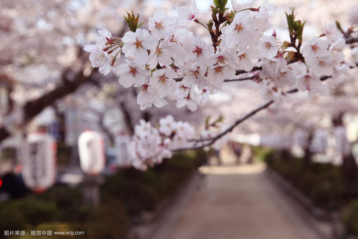 花枝春野