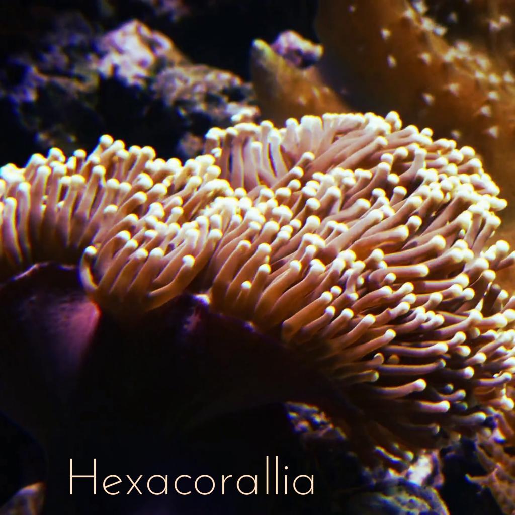 Hexacorallia