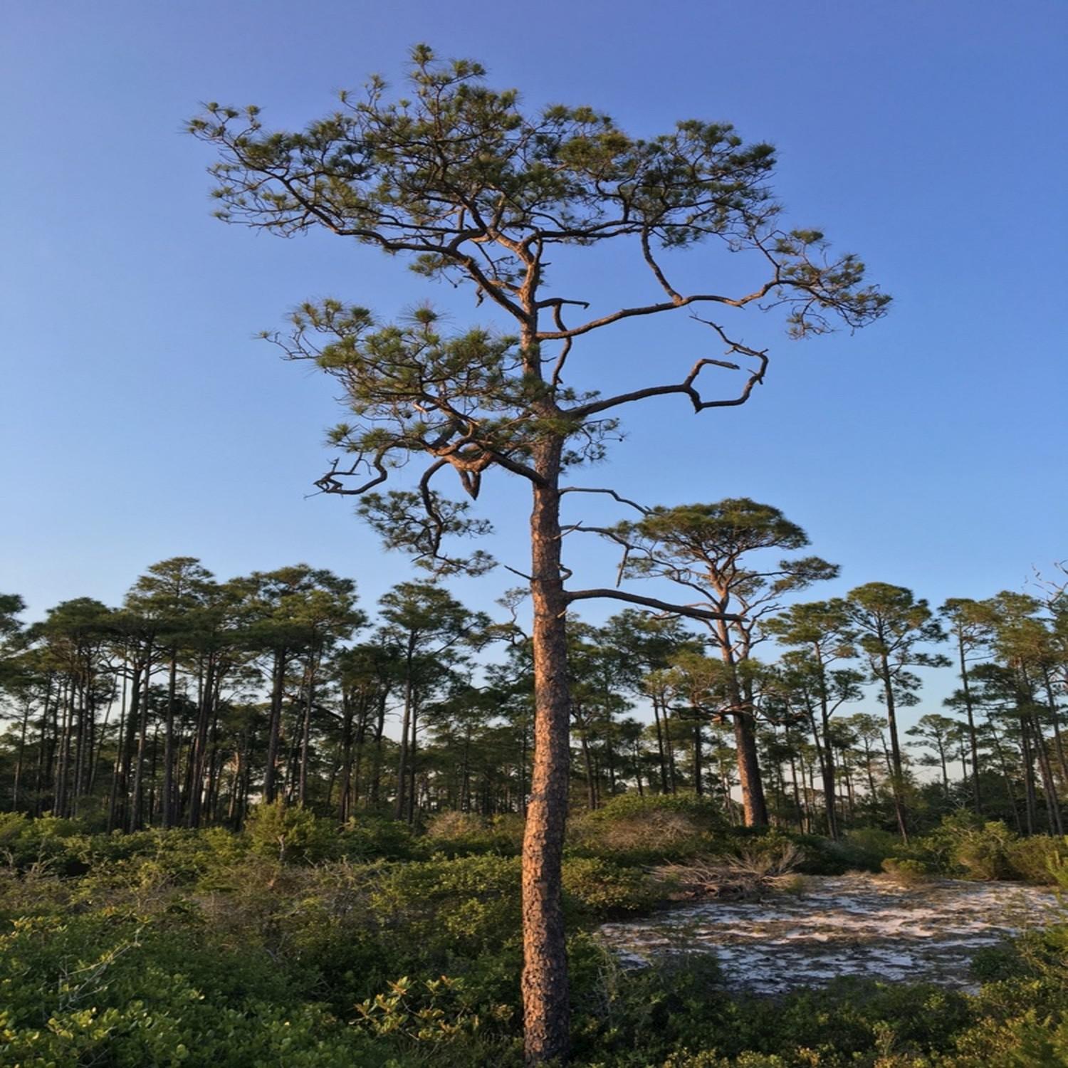 Tropical Birds of the Emerald Coast