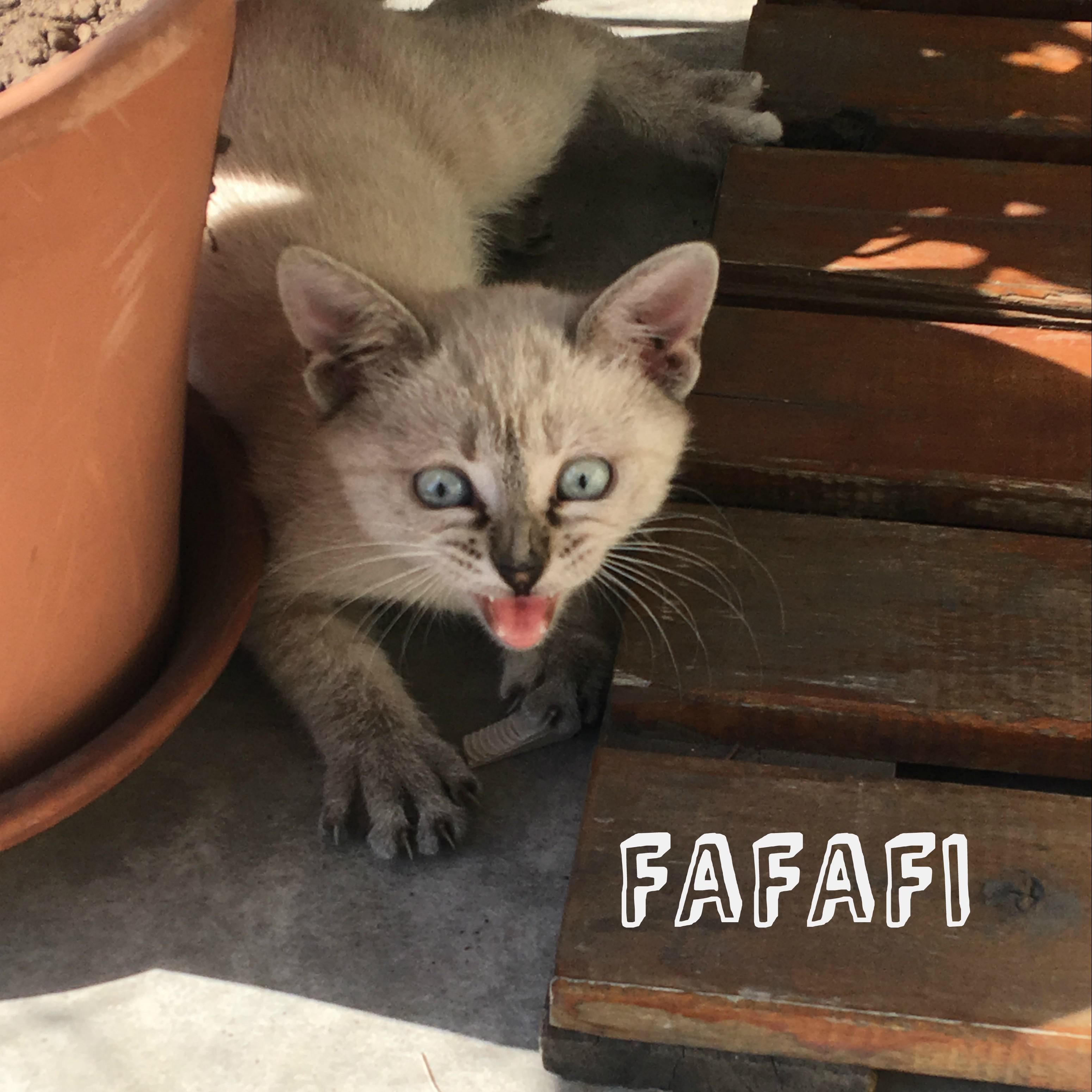 Fafafi