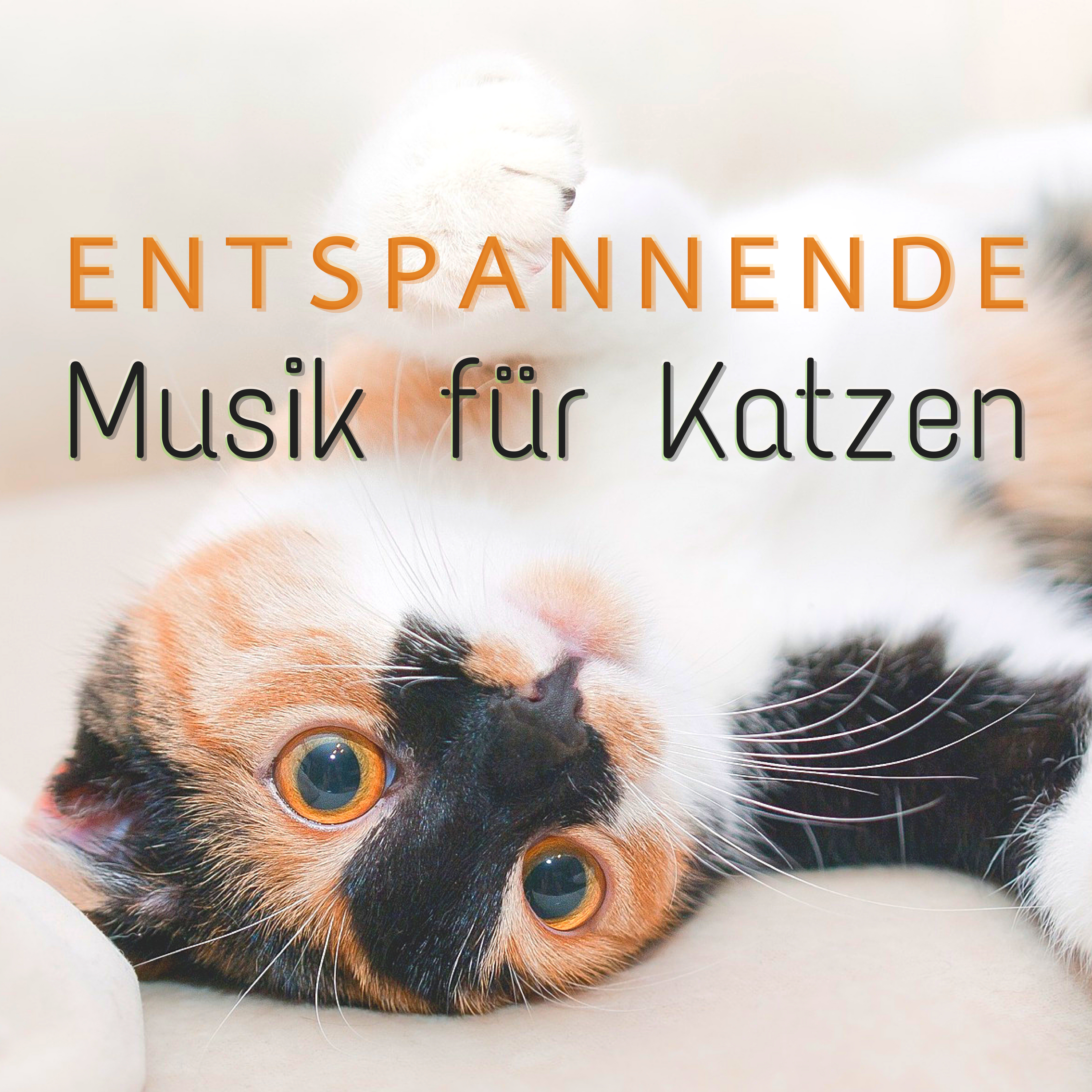 Pass auf Deine Katze Auf