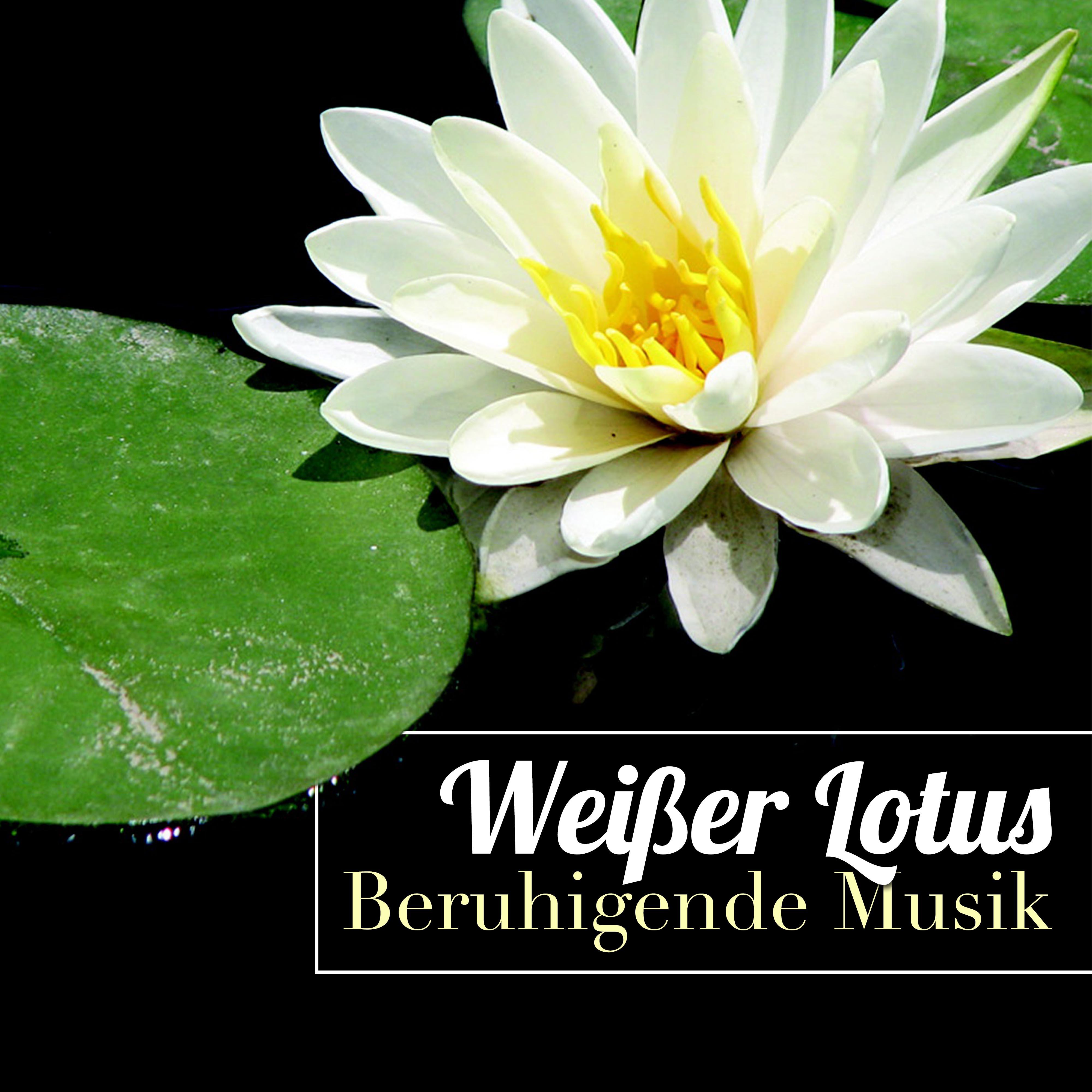 Weißer Lotus - Beruhigende Musik mit Naturgeräusche