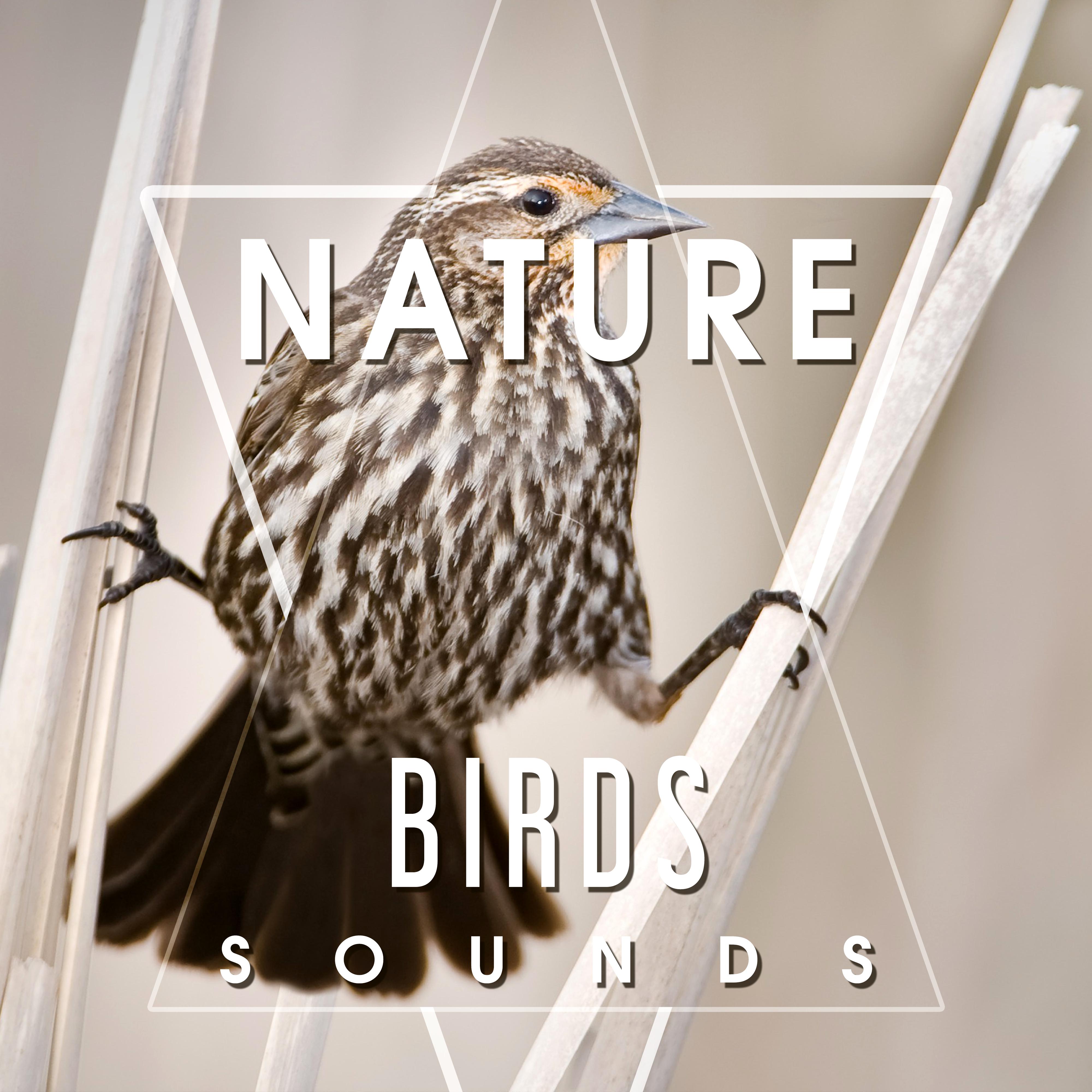 Nature Birds Sounds – Calming Sounds, Singing Birds, Sounds of Forest, Rest a Bit, Free Time