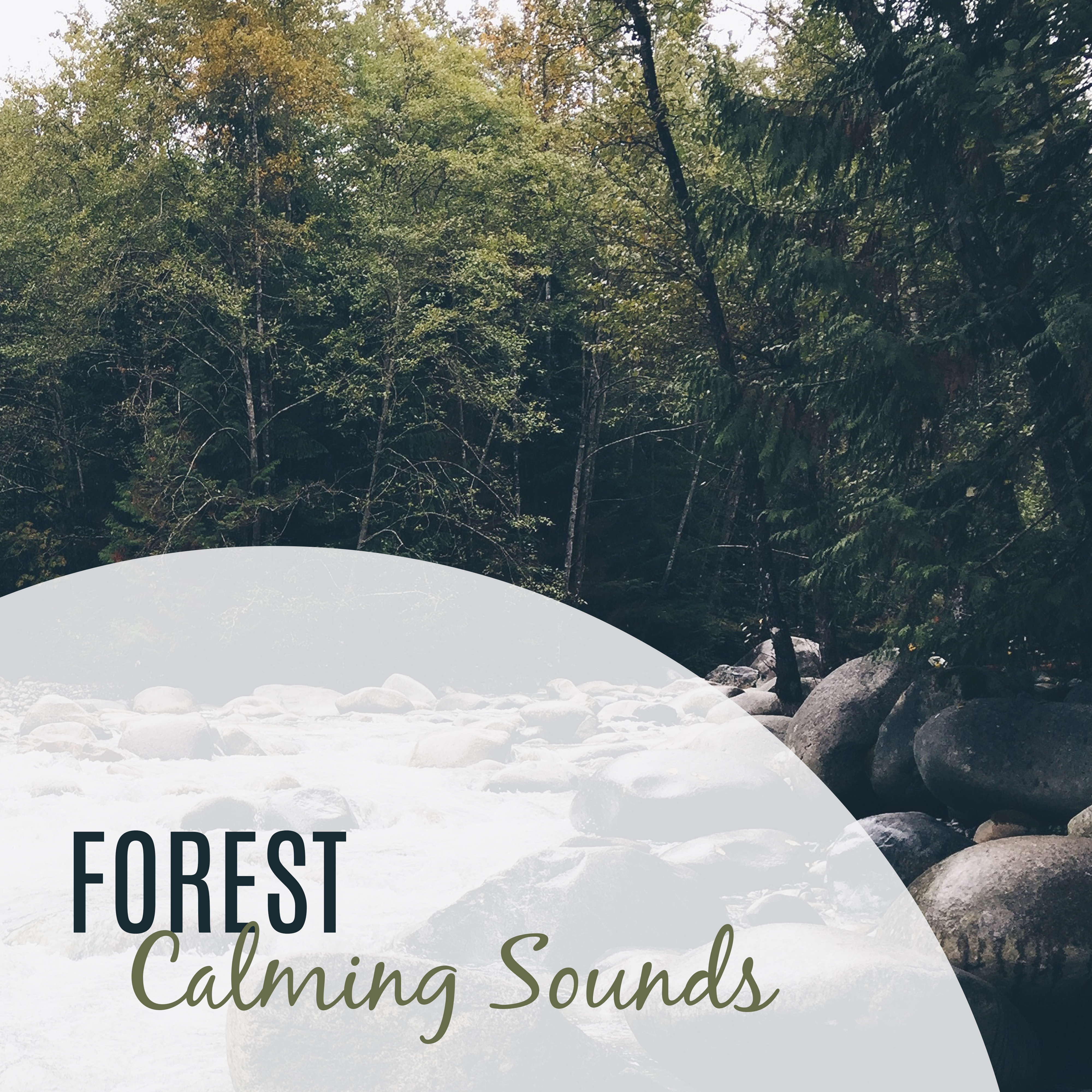 Forest Calming Sounds – Nature Sounds, Music to Rest, Music for a Walk, Chill Yourself
