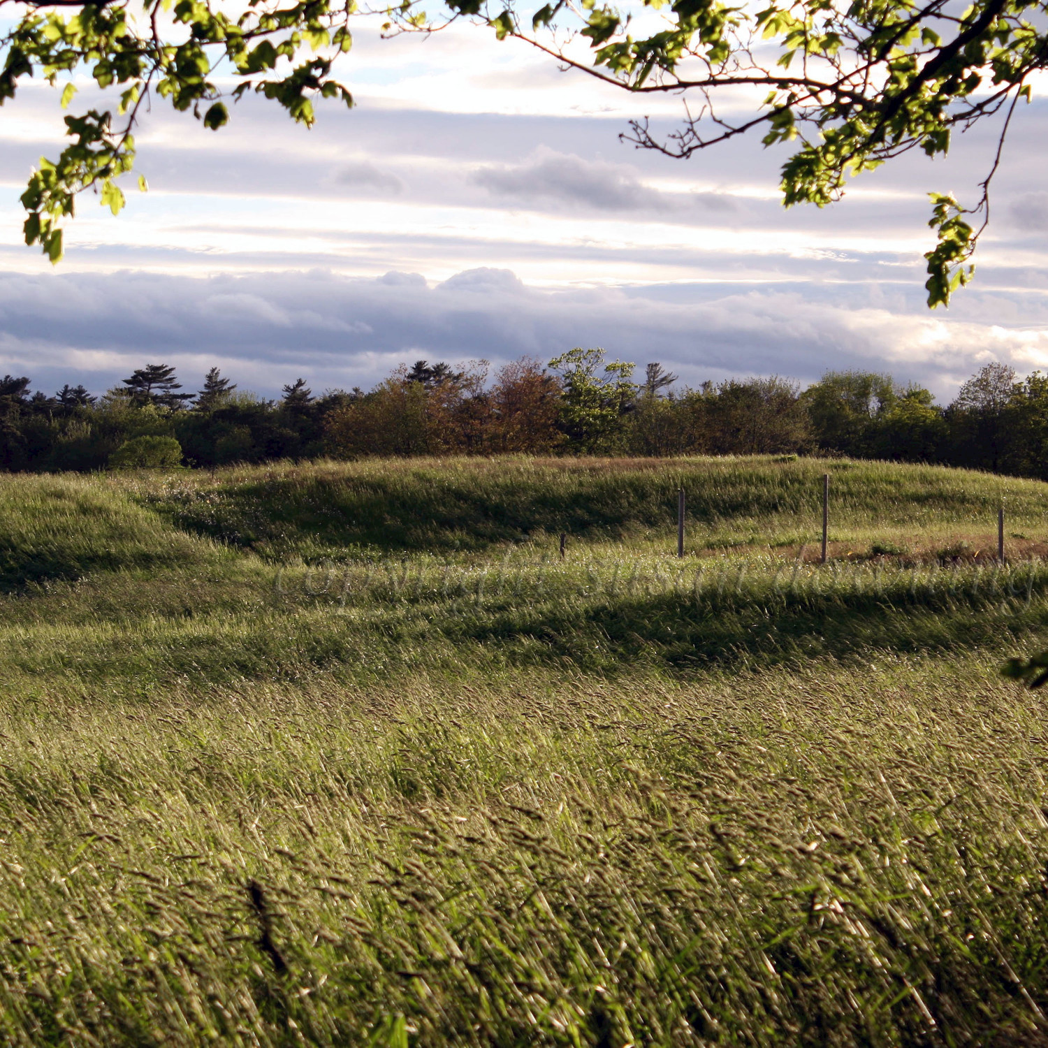 Windy Afternoon in the Country - Single