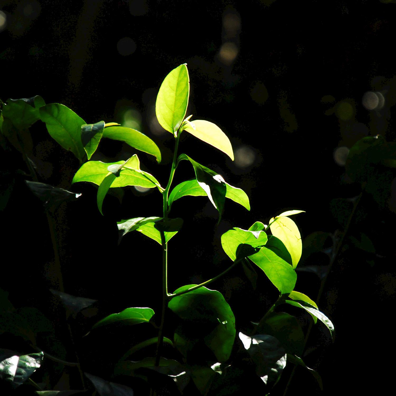 Light Forest Rain