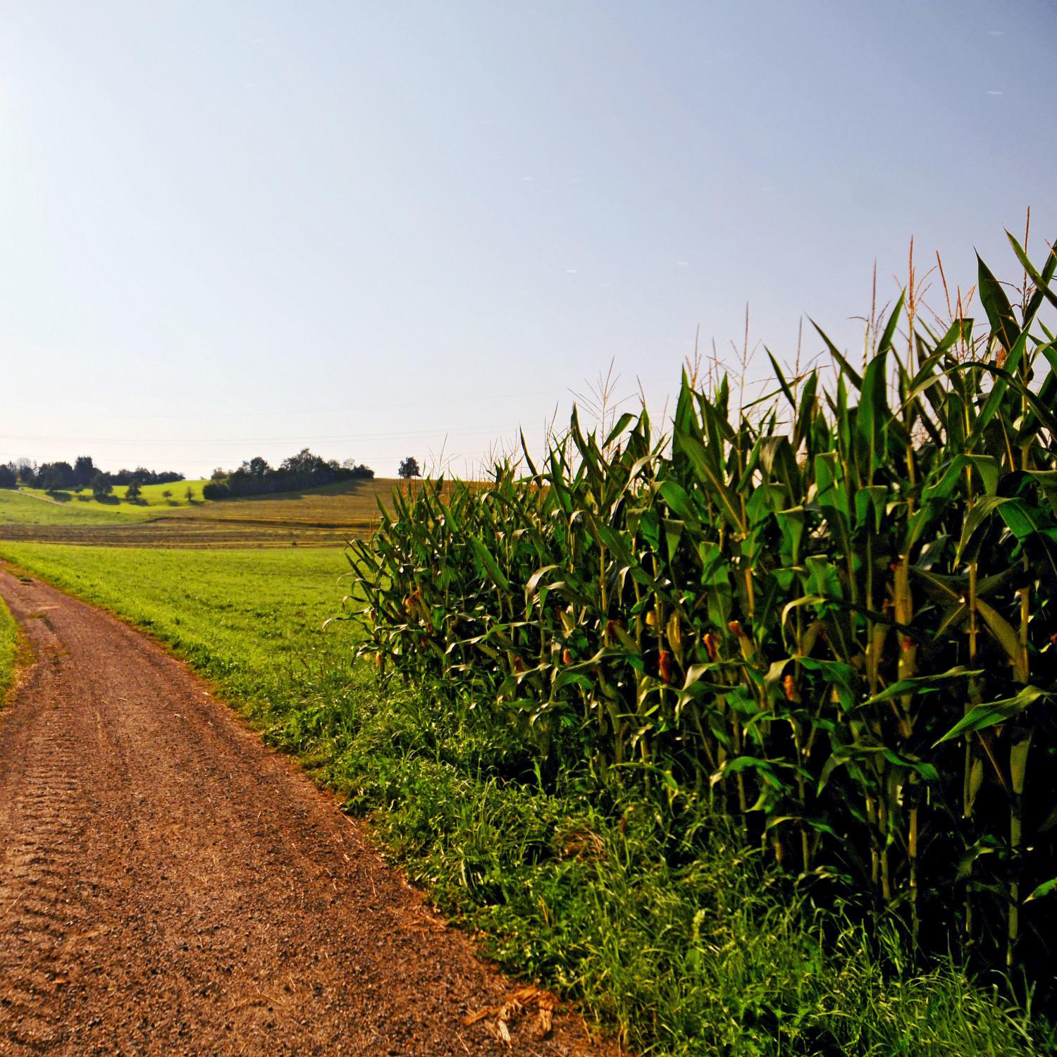 Summer Breeze Through the Corn Leaves