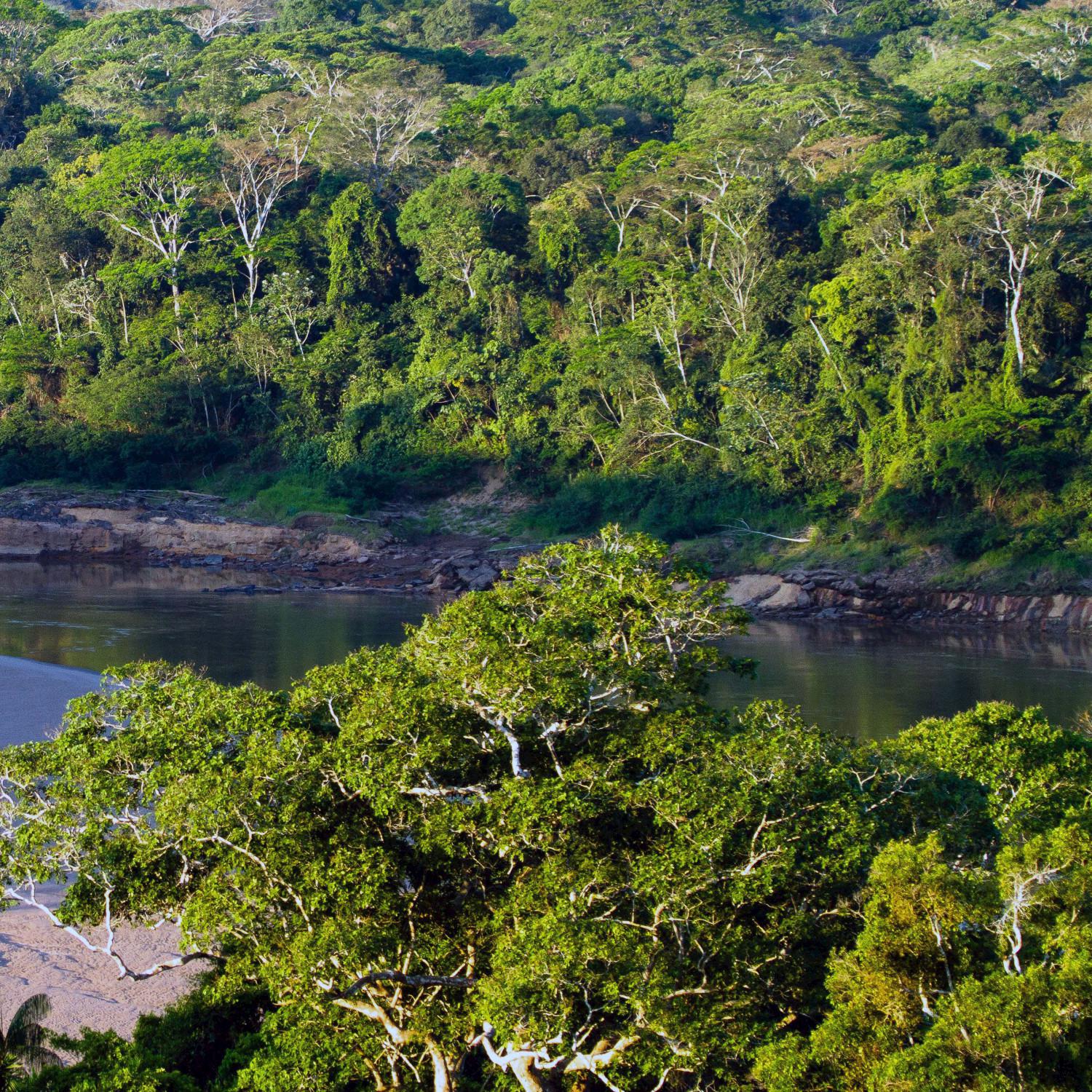 Peruvian Forest