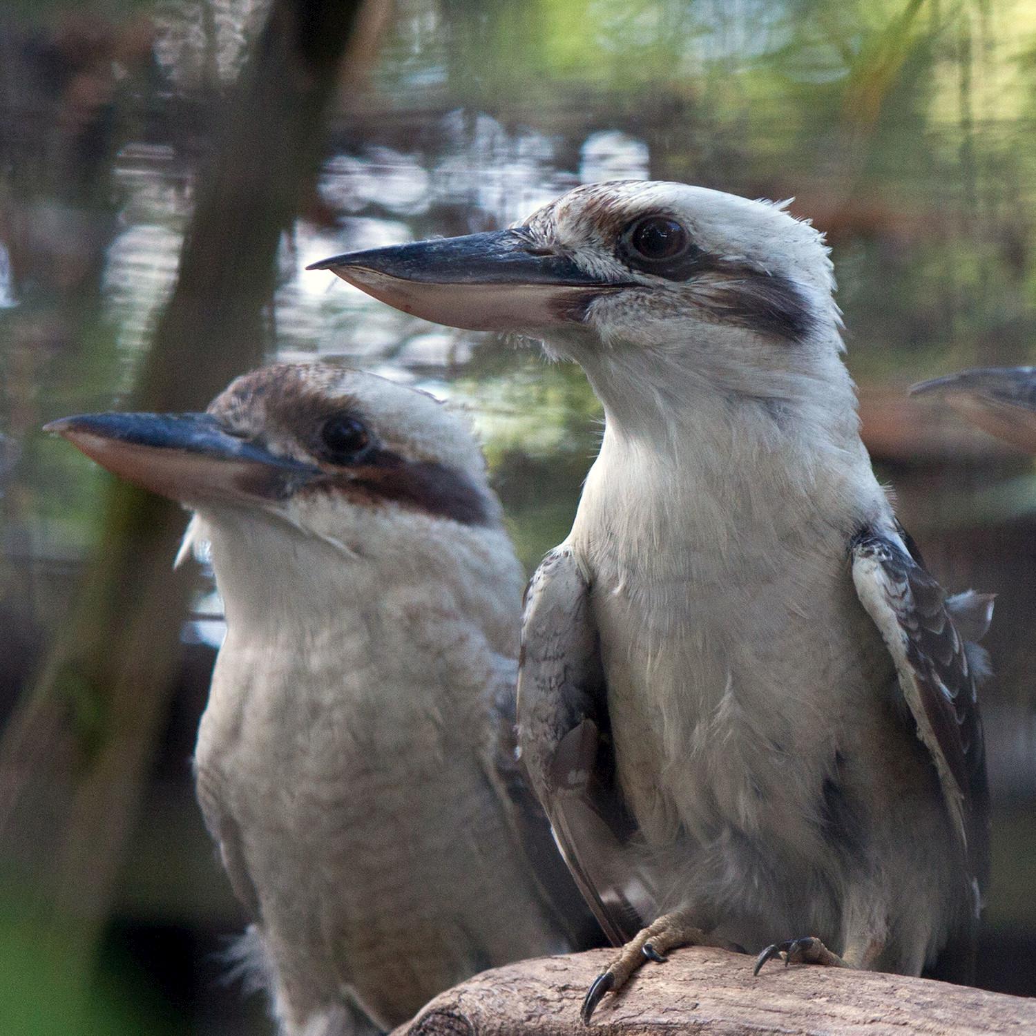 Flock of Kookaburras