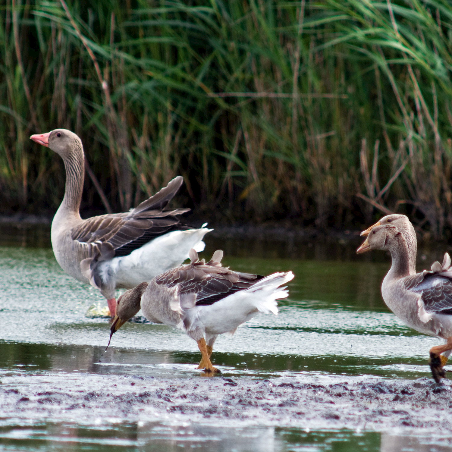 Geese in the Polder