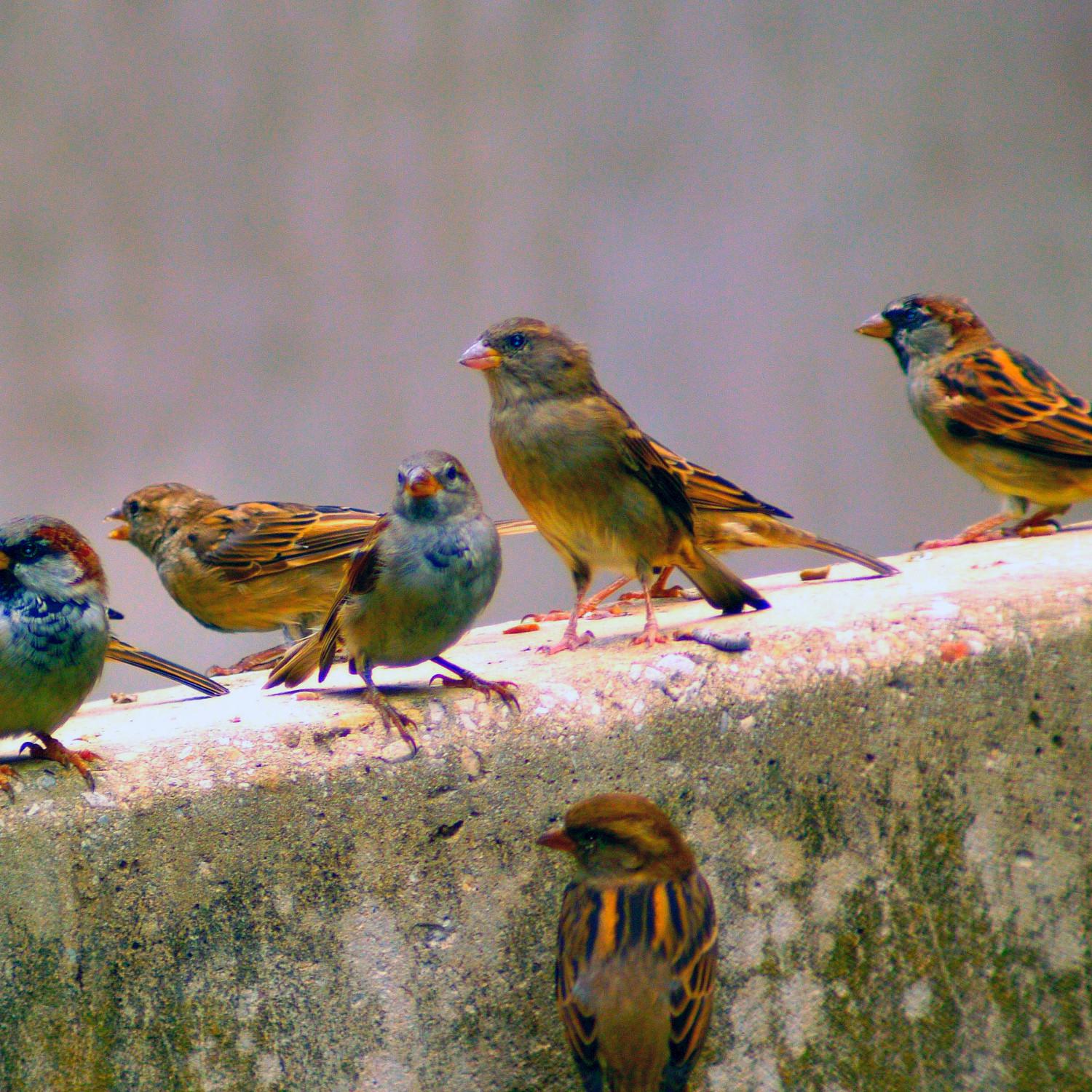 Patagonia Sparrow