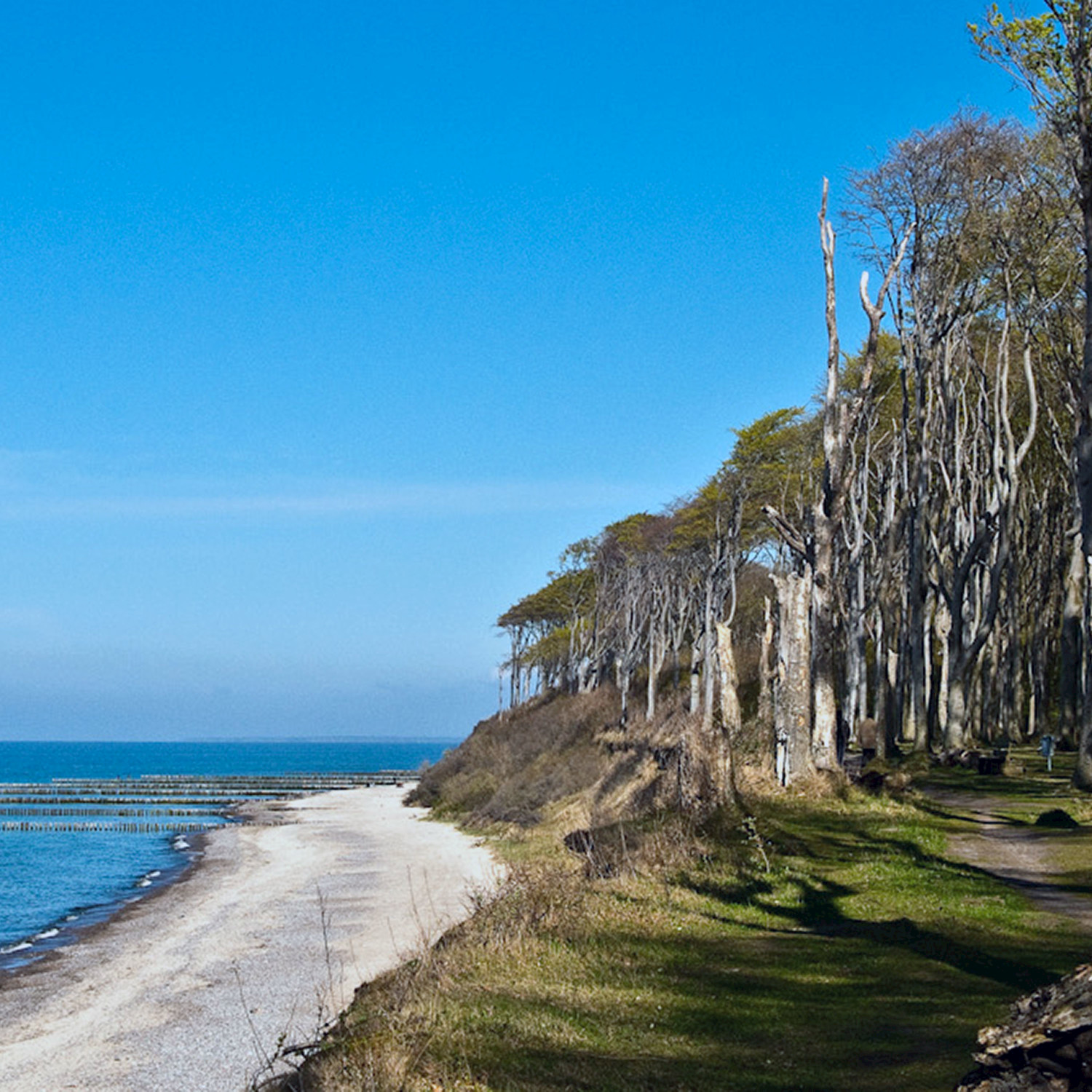 Windy Forest Near the Sea