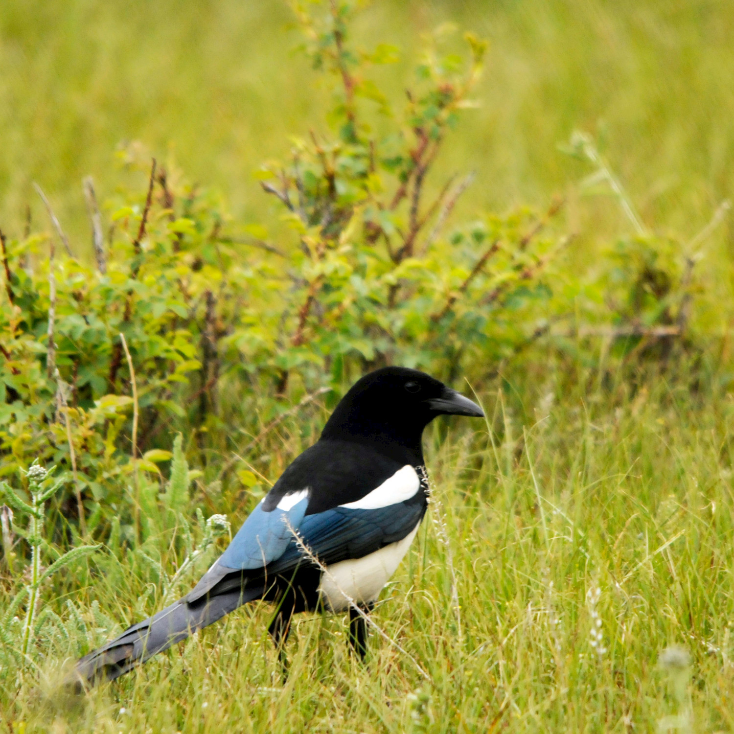 Summer Morning Magpie - Single