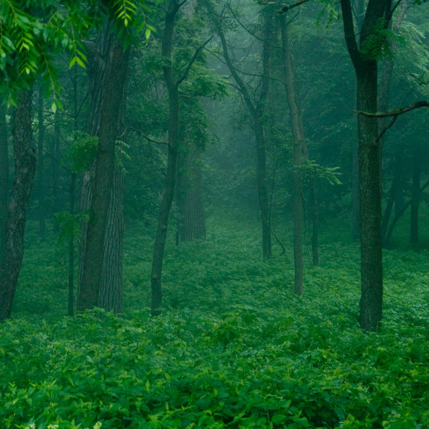 Midwestern U.s. Forest