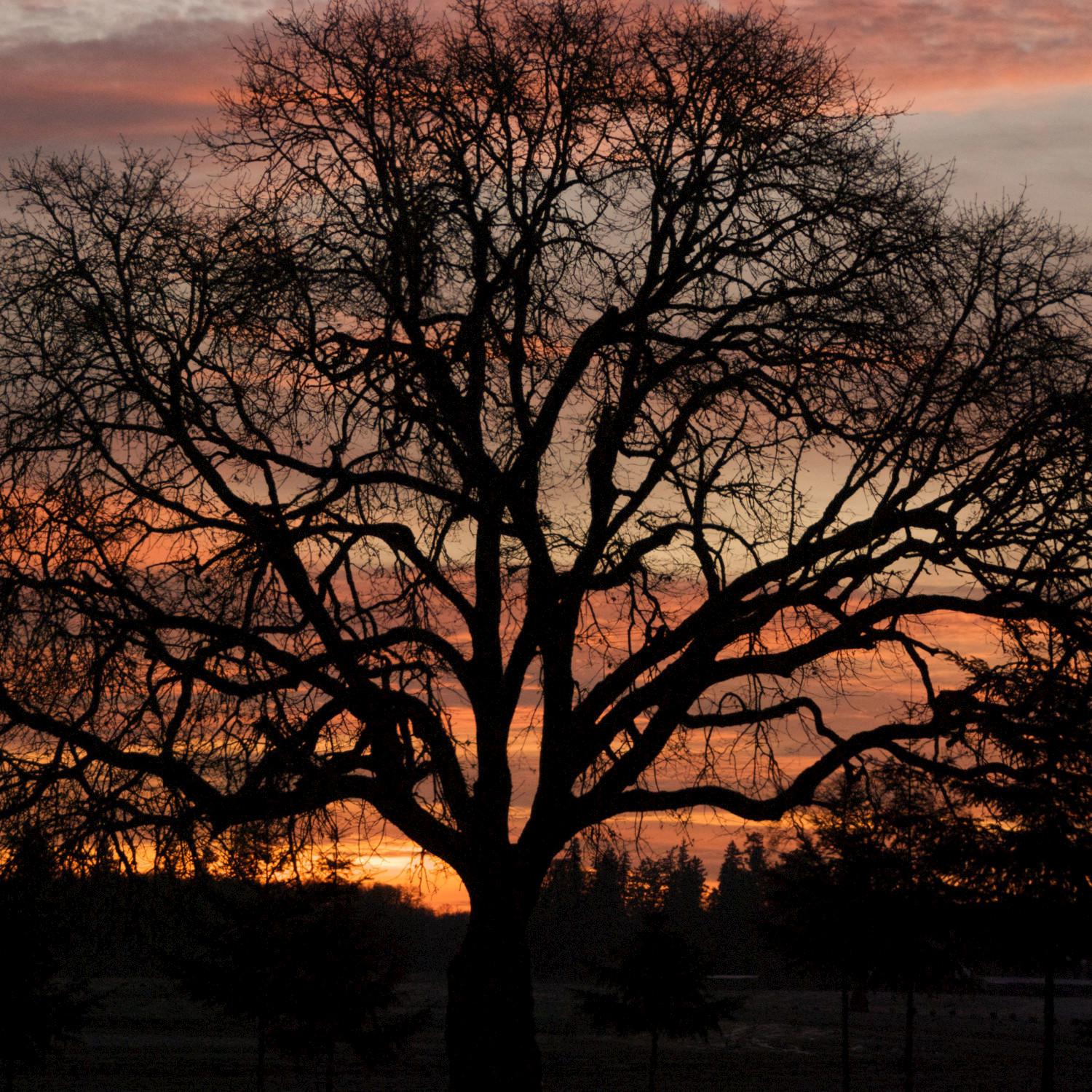 Creaking Oak Tree - Single