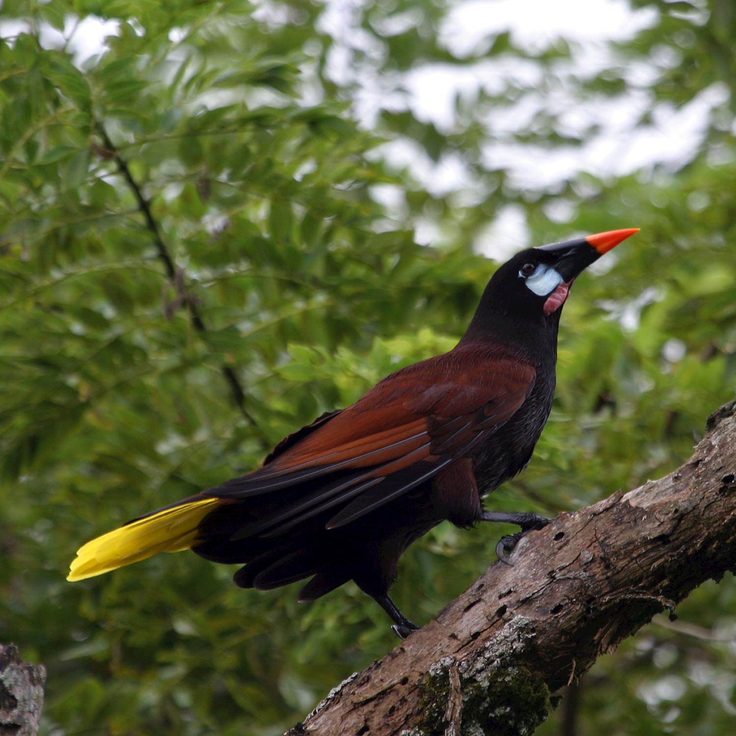 Montezuma Oropendola