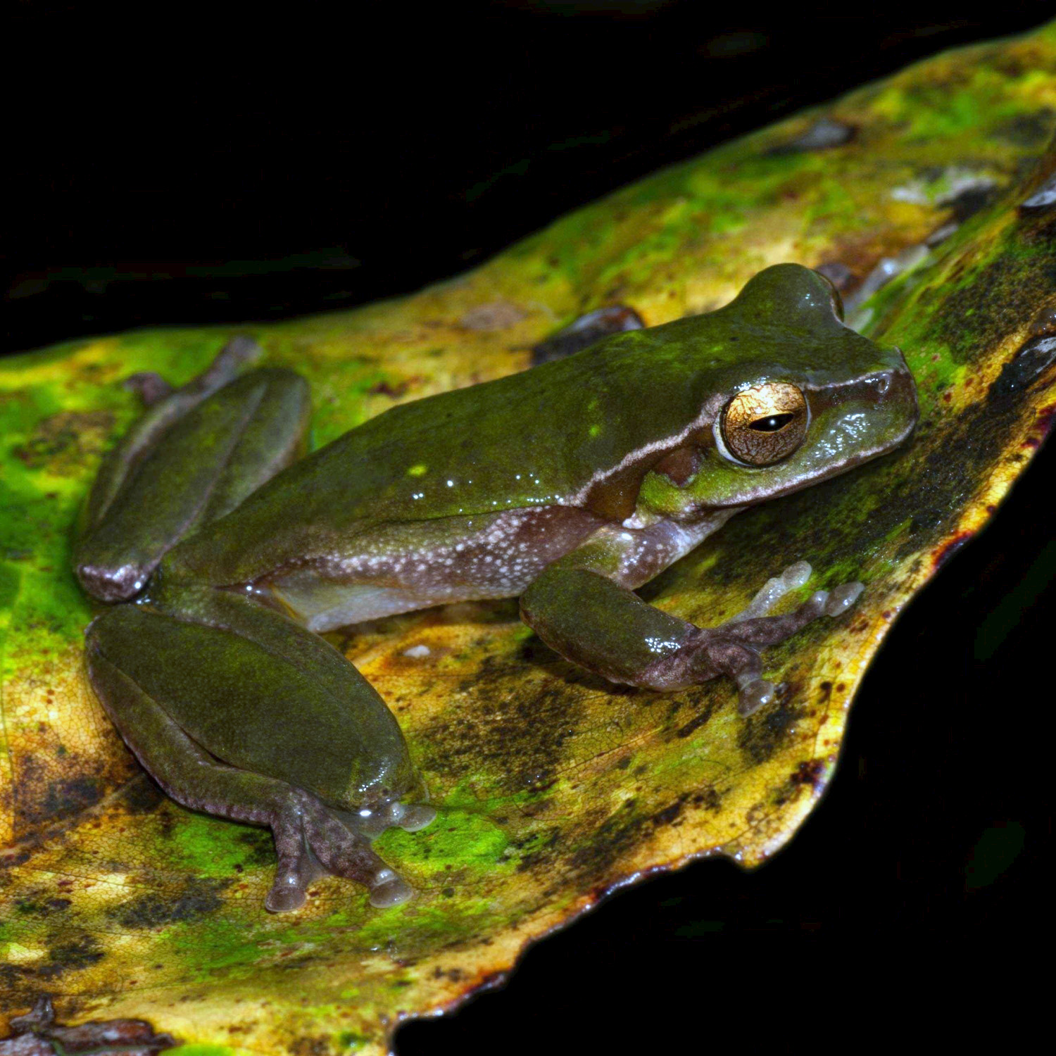 Australian Rainforest Frogs - Single