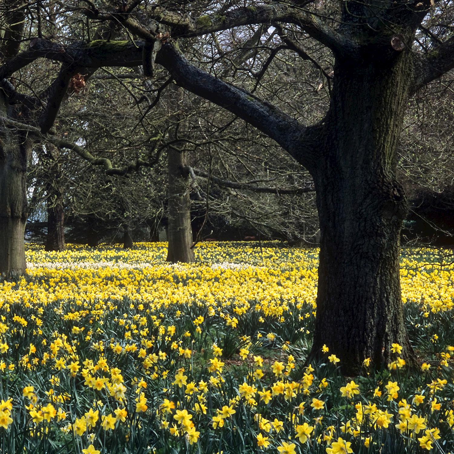 Spring in the Countryside