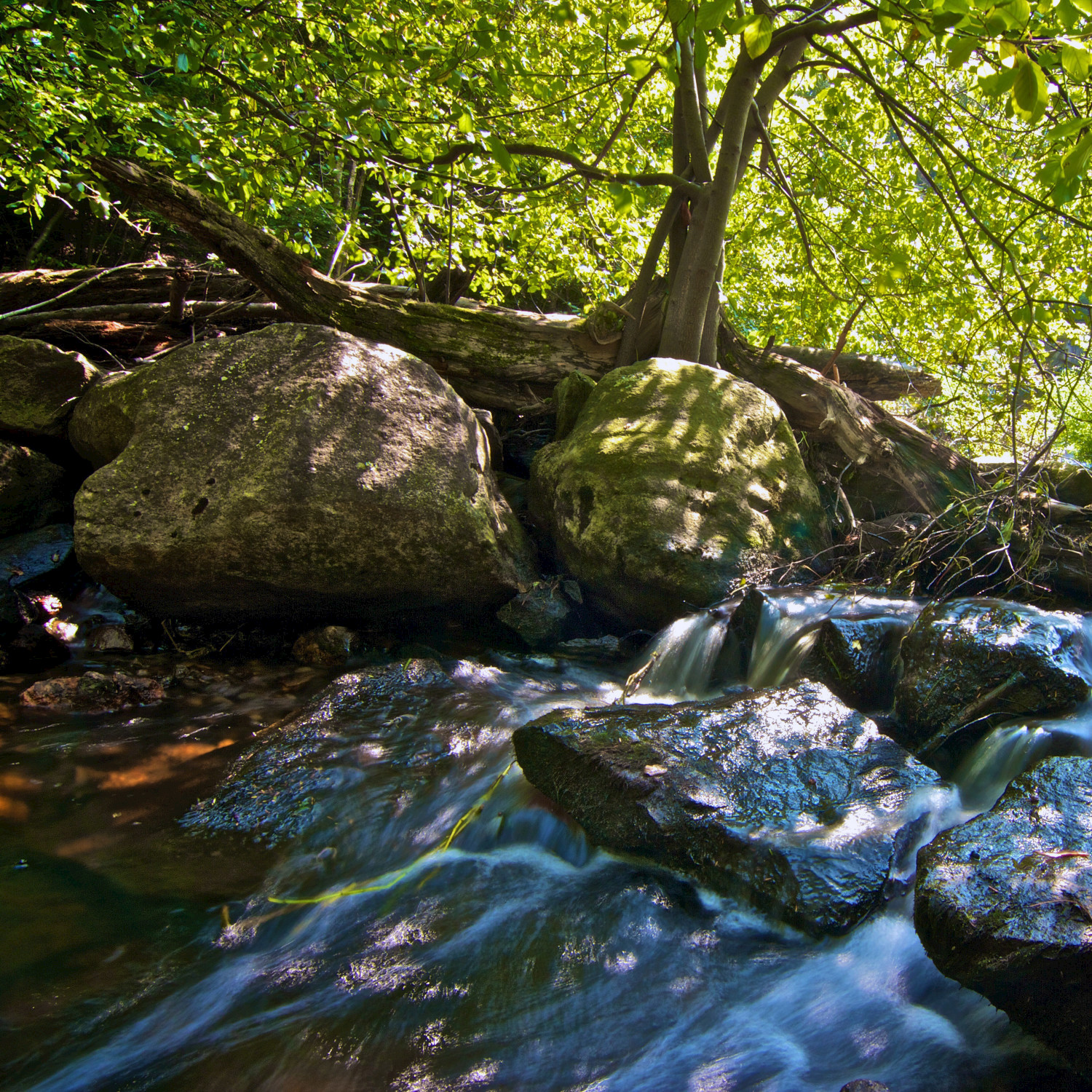 English Summer Forest Stream