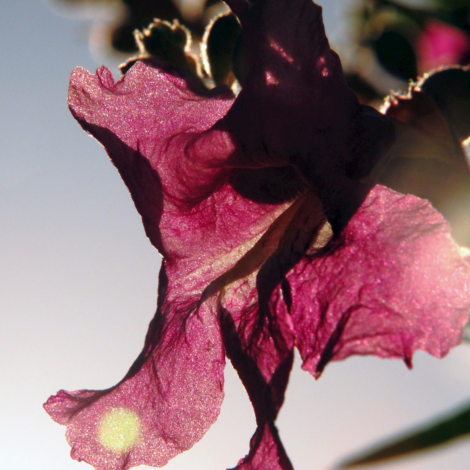 Strong Wind Through a Desert Willow - Single