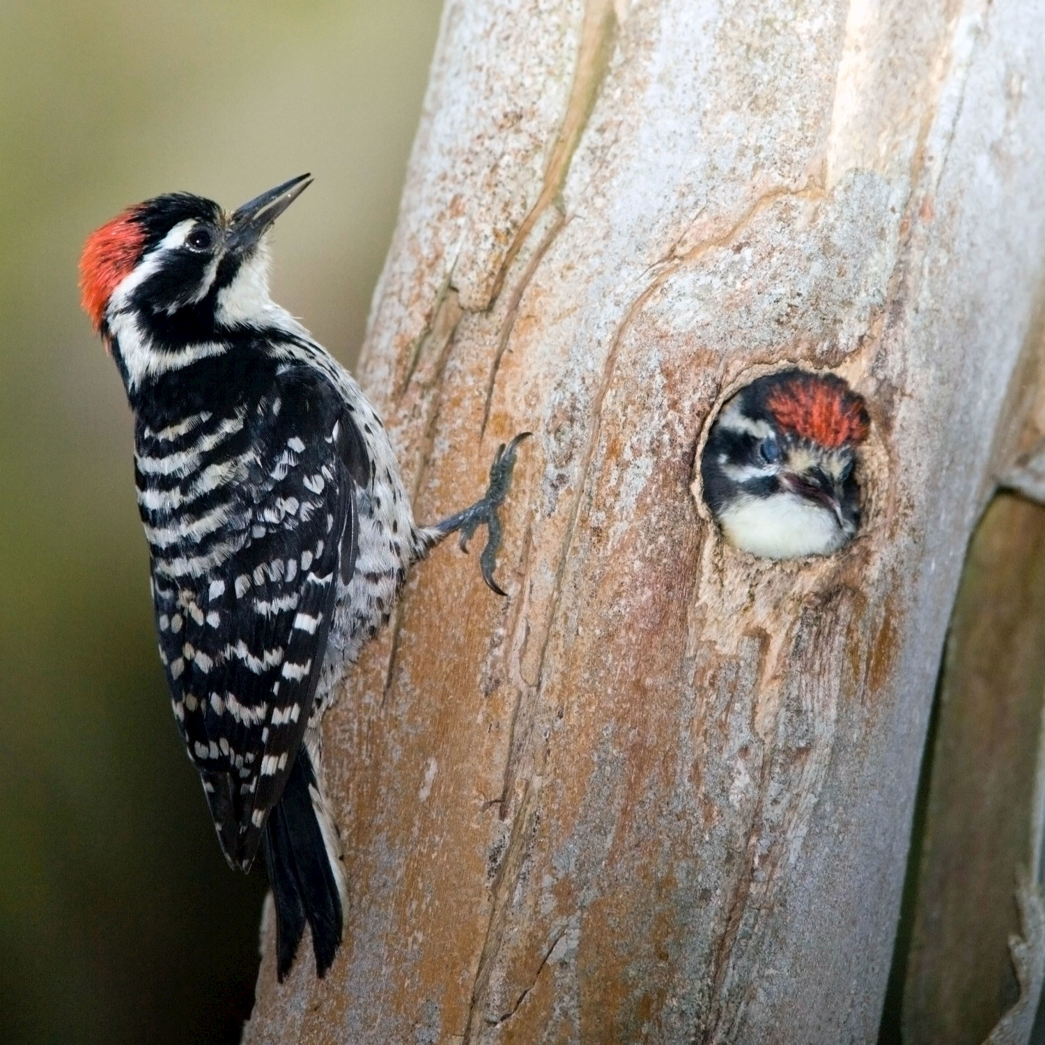 Woodpecker and Friends - Single