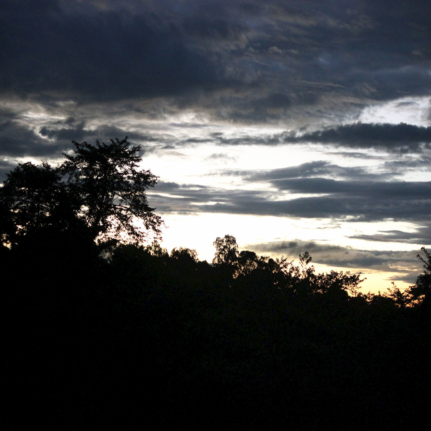 Evening in the Rainforest