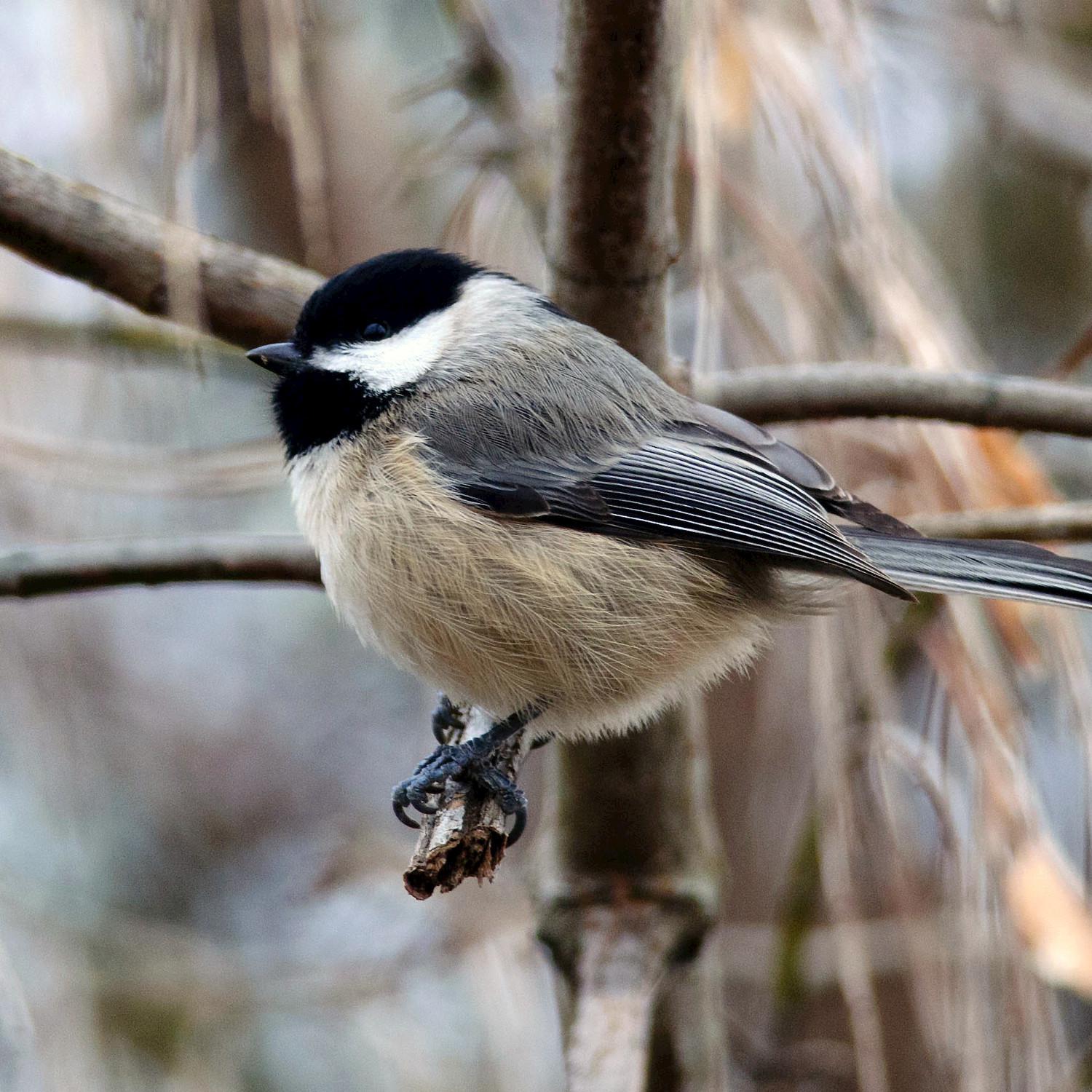 Black-capped Chickadee - Single