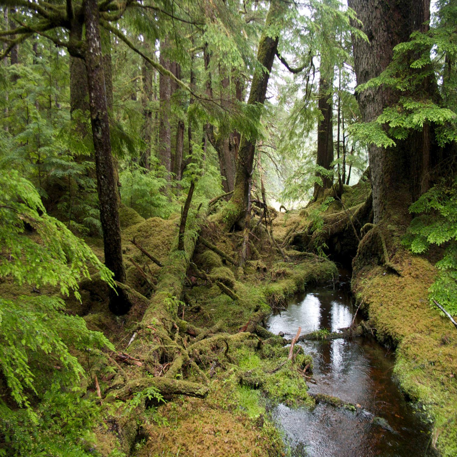 Windy Forest